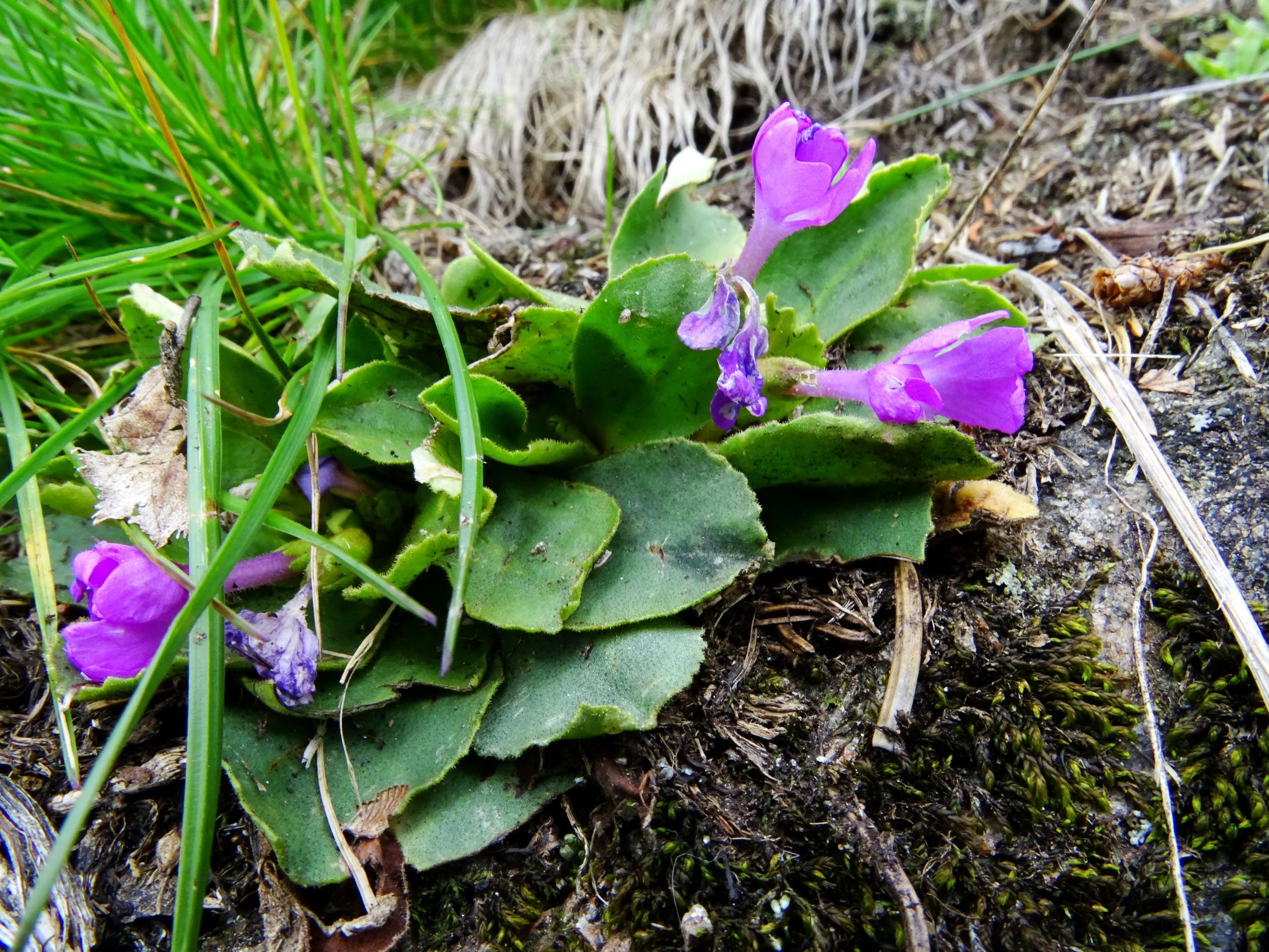 DSC09420 rappold primula villosa.JPG