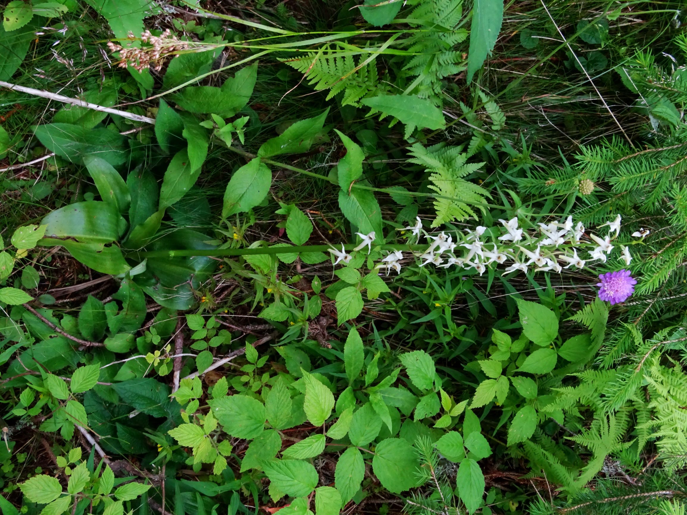 DSC09503 rappold-salzstiegelweg platanthera sp. .JPG