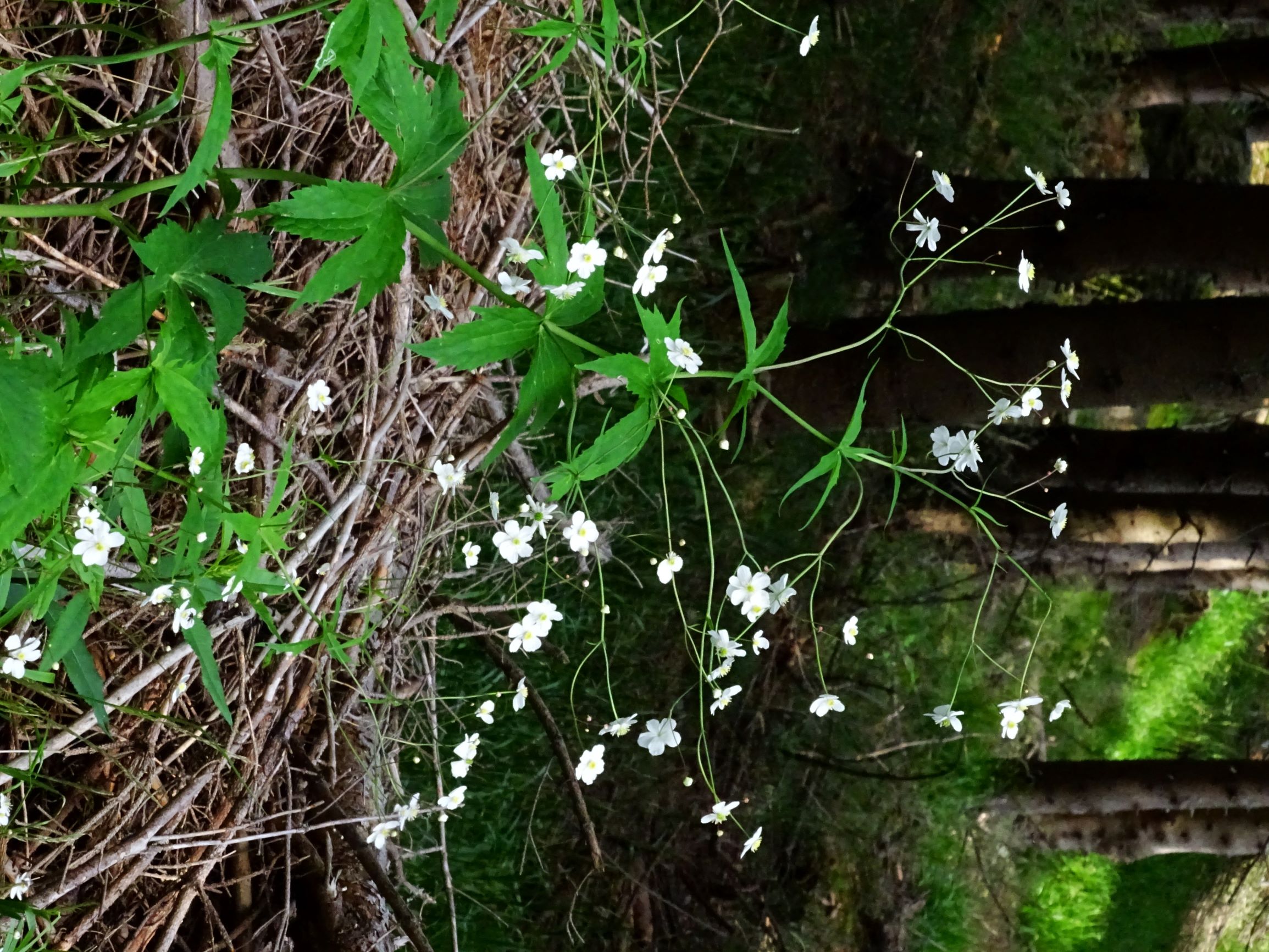 DSC09526 rappold-salzstiegelweg ranunculus platanifolius.JPG