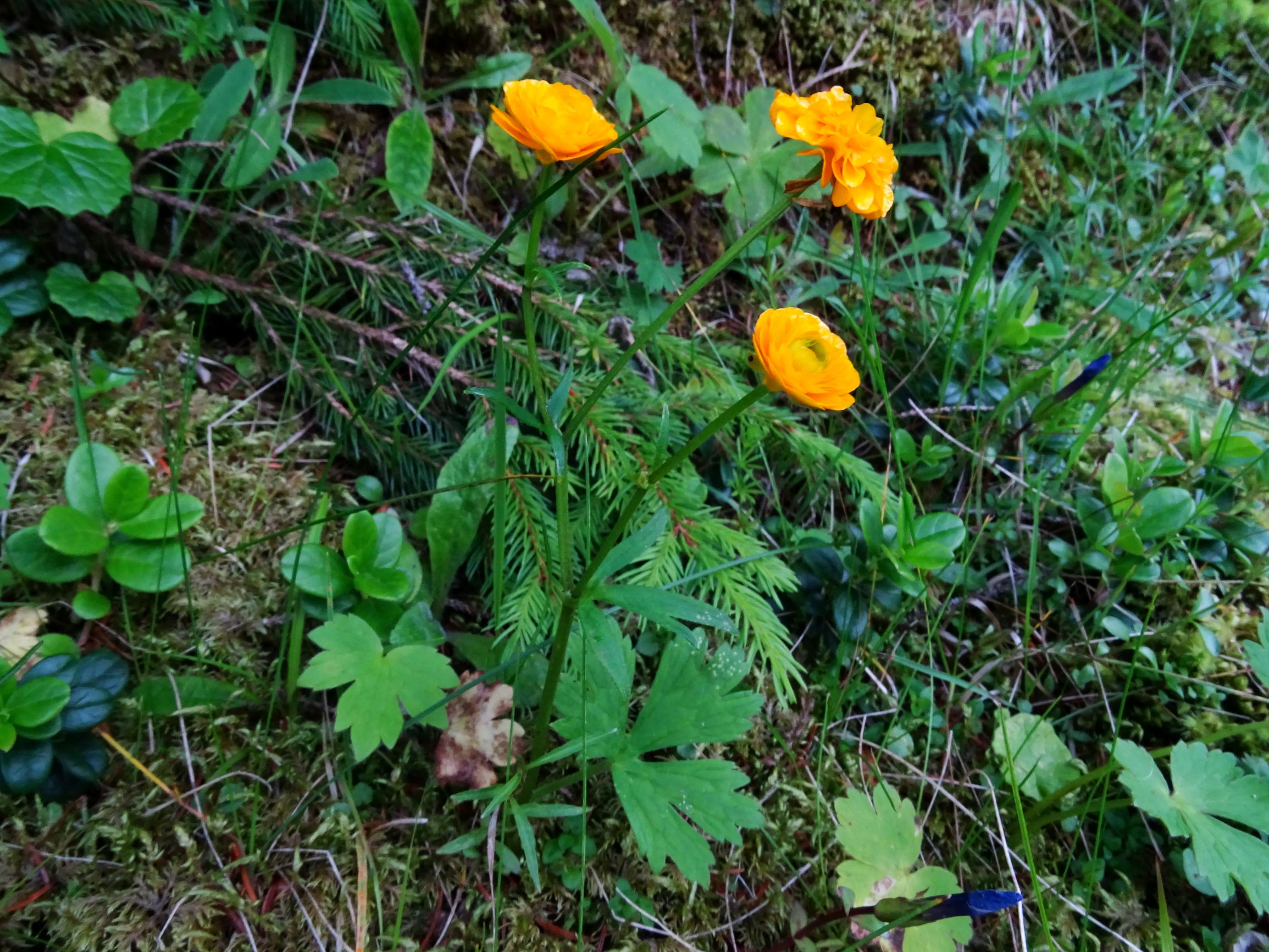 DSC09545 stubalm ranunculus nemorosus.JPG