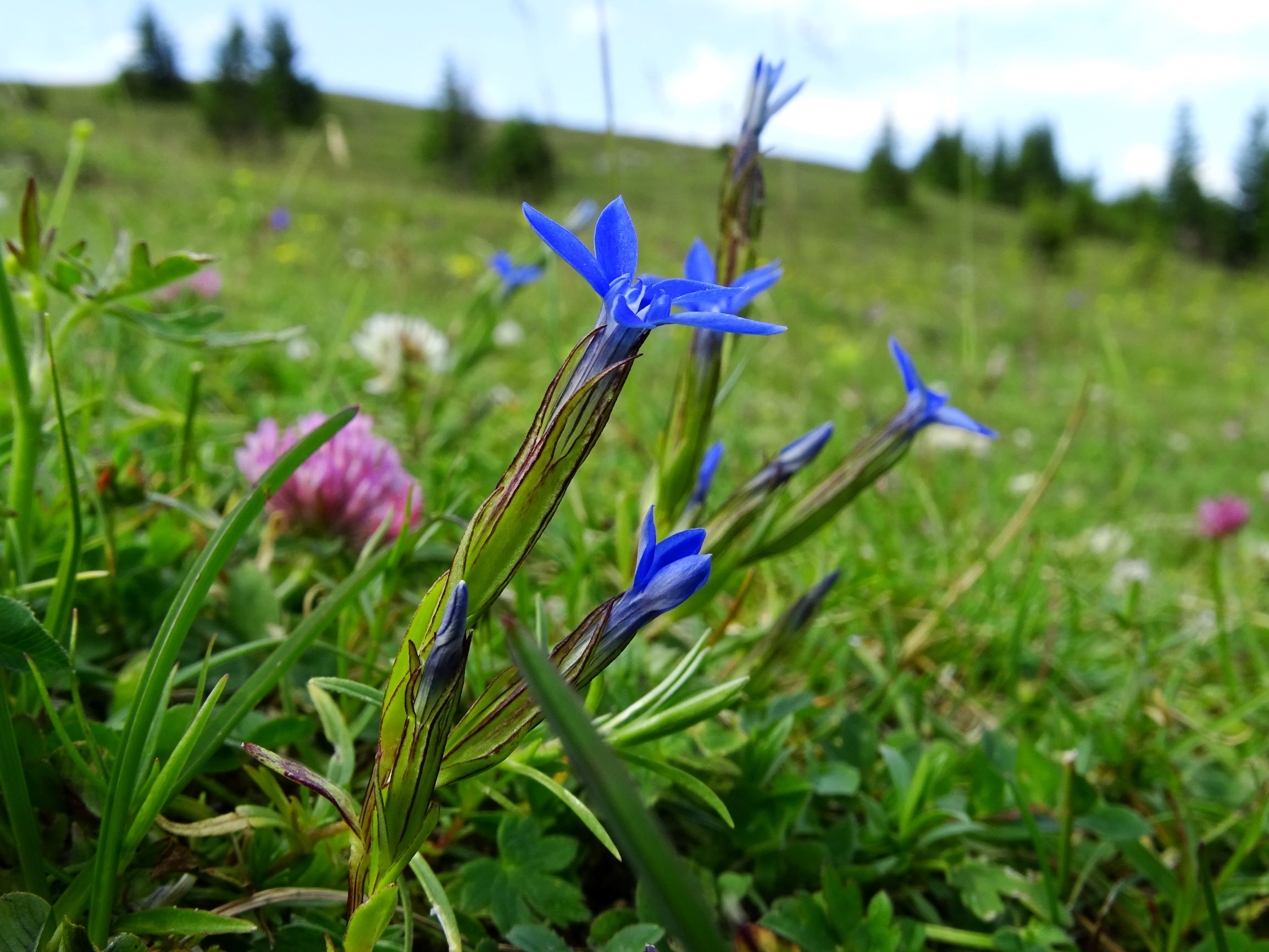 DSC09575 stubalm gentiana nivalis, trifolium repens, trifolium pratense.JPG