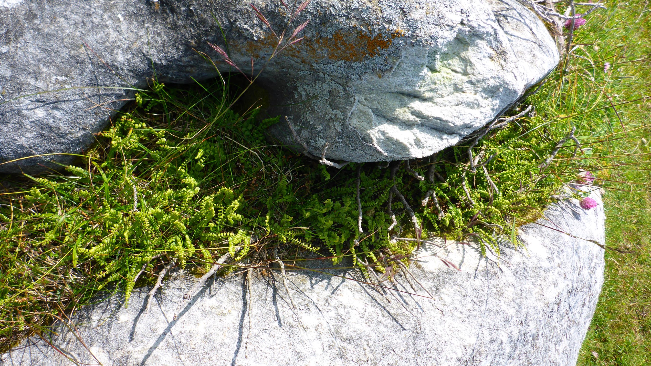 P2260306 stubalm asplenium viride.JPG