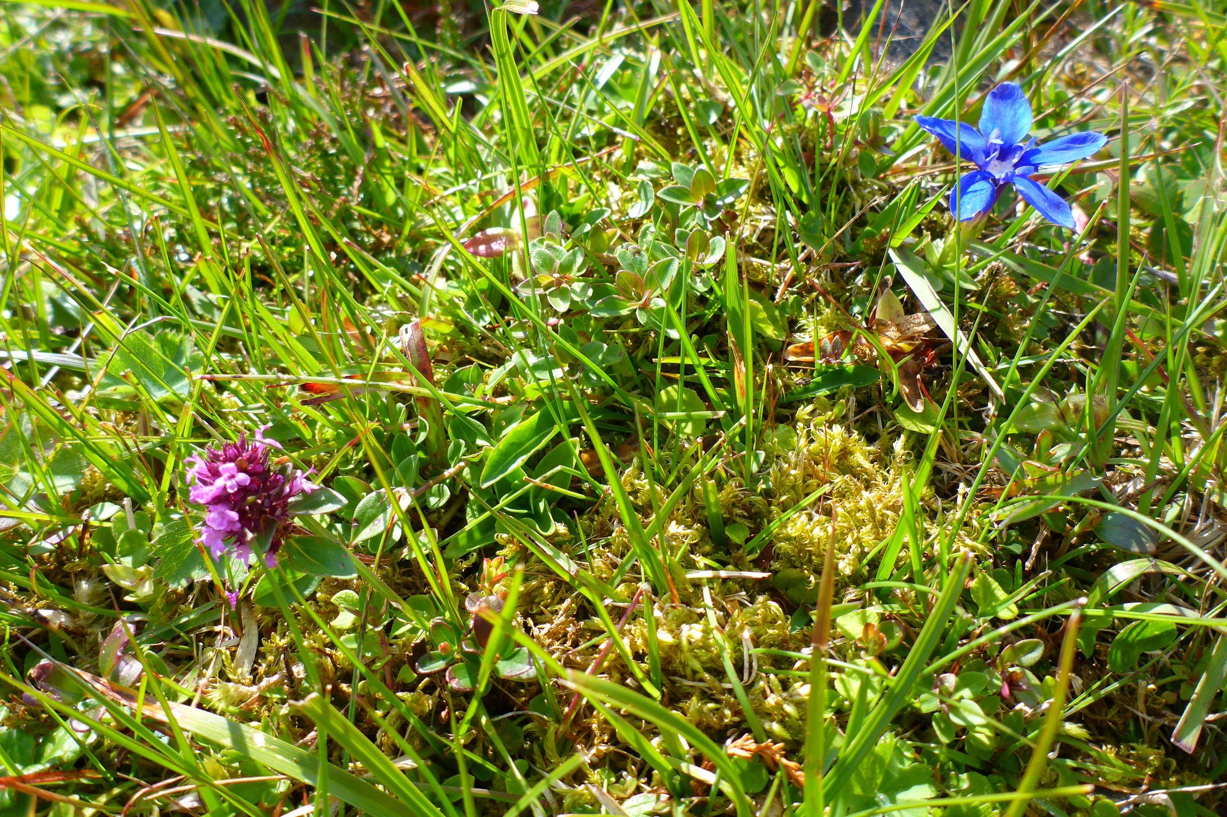 P2260313 stubalm gentiana verna, Thymus pulegioides.JPG