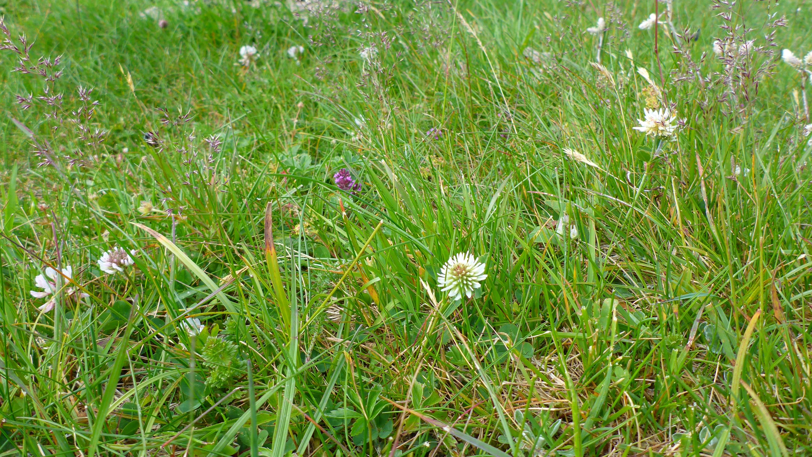 P2260330 stubalm trifolium montanum, trifolium repens, agrostis rupestris u.v.a..JPG
