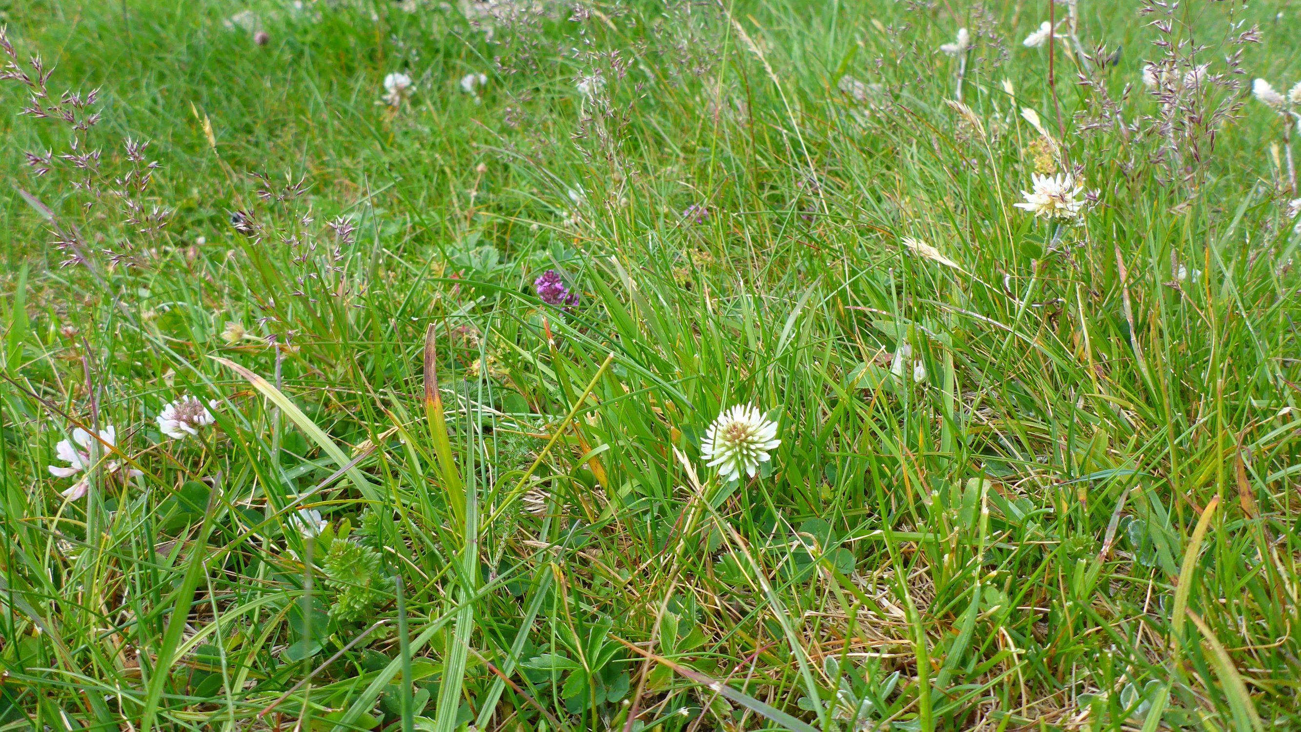 P2260330 stubalm trifolium montanum, trifolium repens, agrostis rupestris u.v.a..JPG