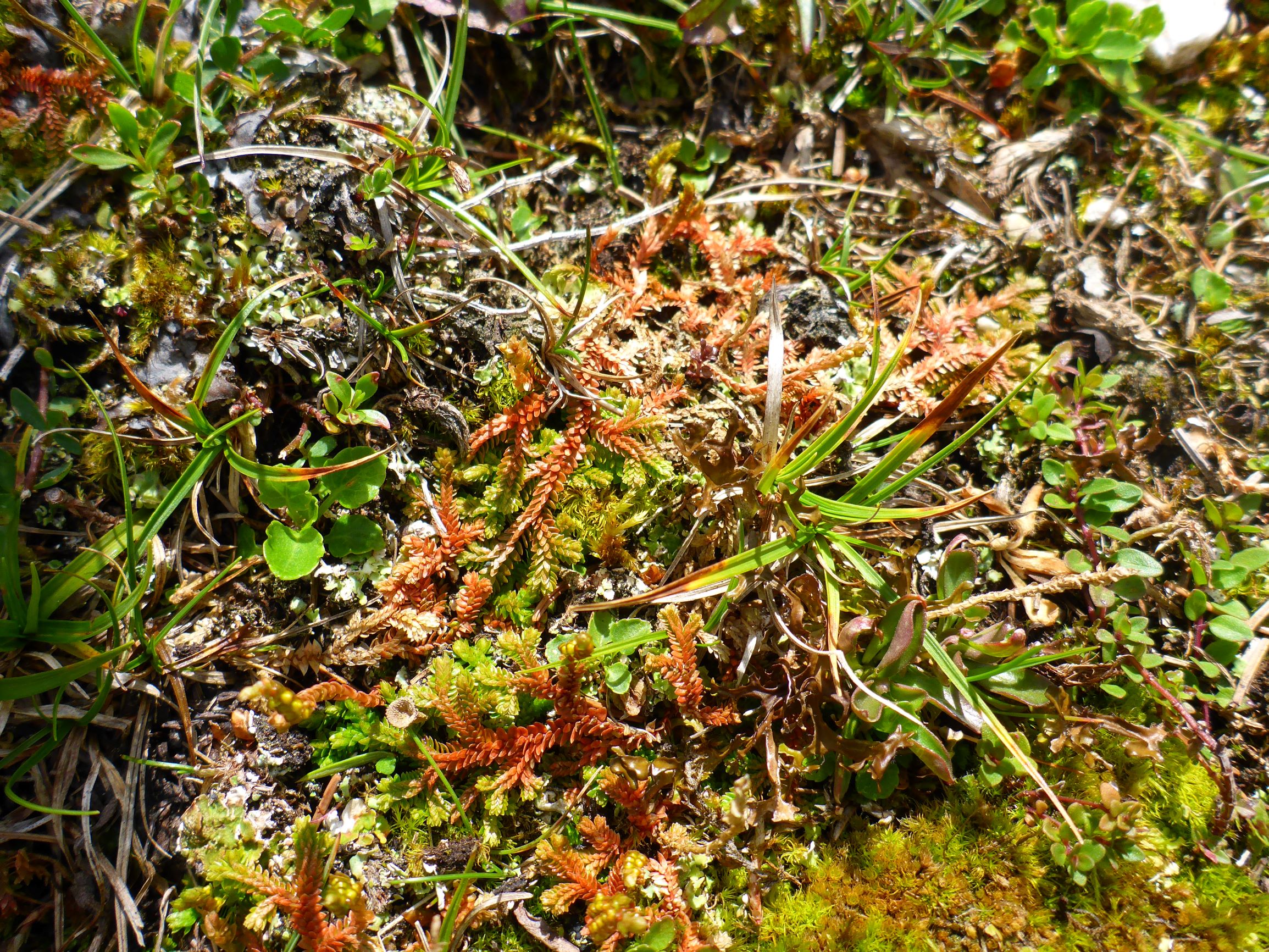 P2260386 stubalm selaginella helvetica, carex caryophyllea, campanula cochleariifolia, thymus sp..JPG