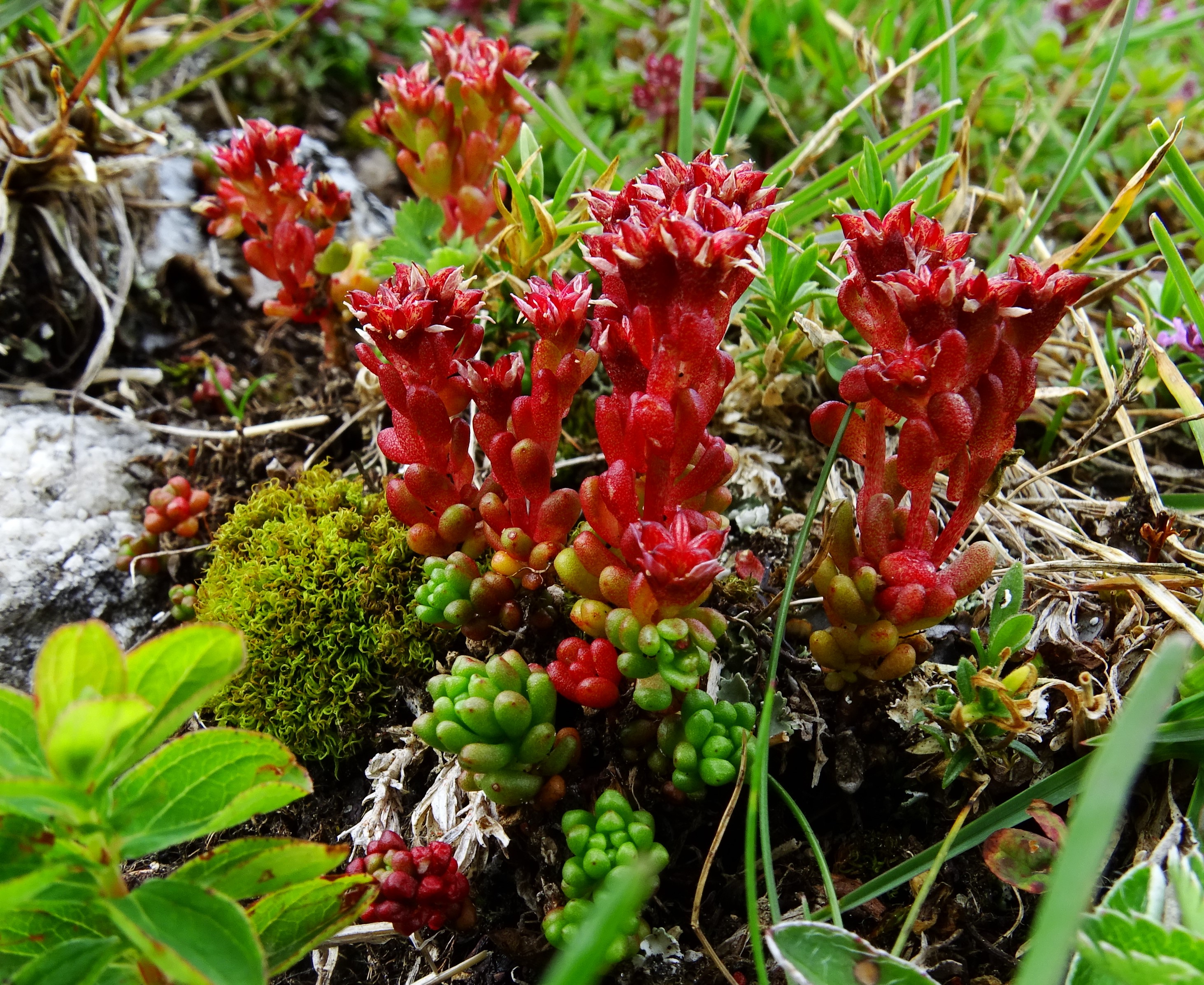 DSC09651 (2) stubalm sedum atratum.JPG