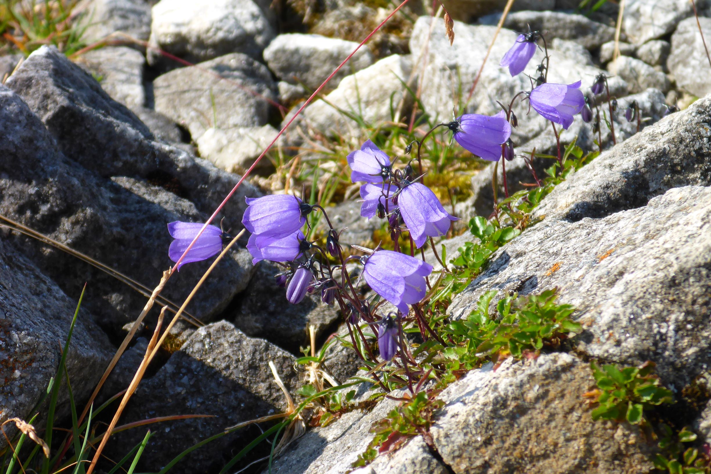 P2270123 stubalm campanula cochleariifolia.JPG