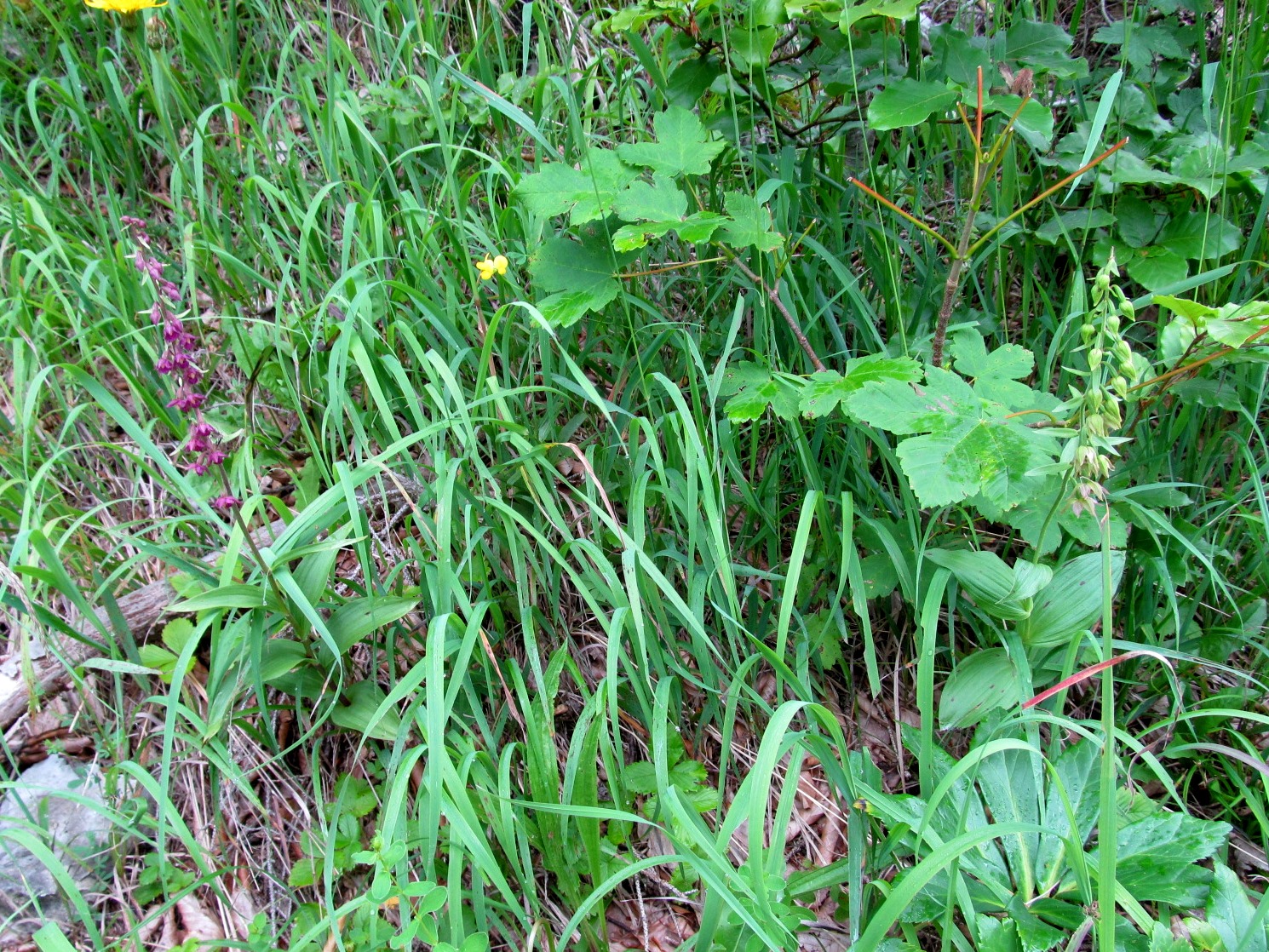 IMG_0104  Epipactis atrorubens + helleborine, Bichleralpe.JPG