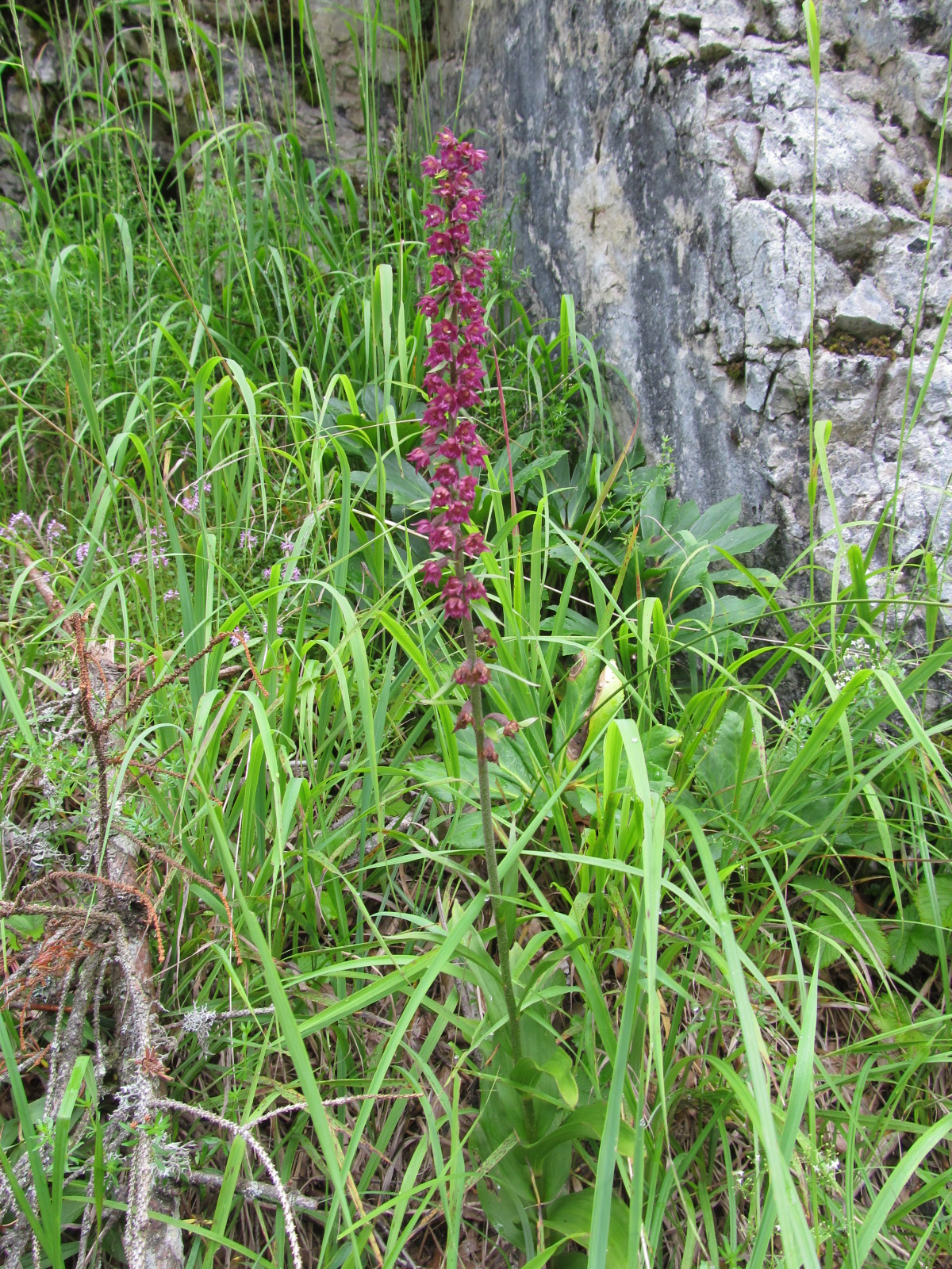 IMG_0100 Epipactis atrorubens, Bichleralpe - Kopie.JPG