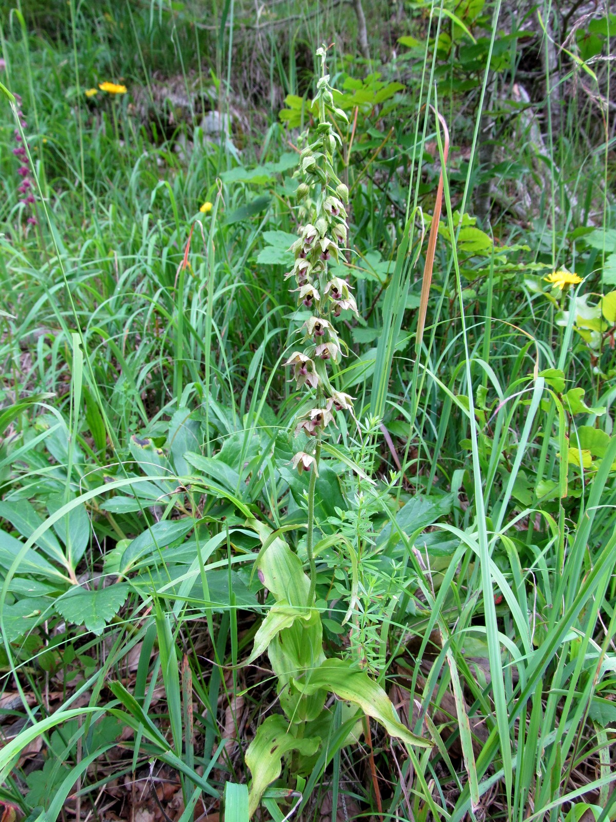 IMG_0102 Epipactis helleborine, Bichleralpe.JPG