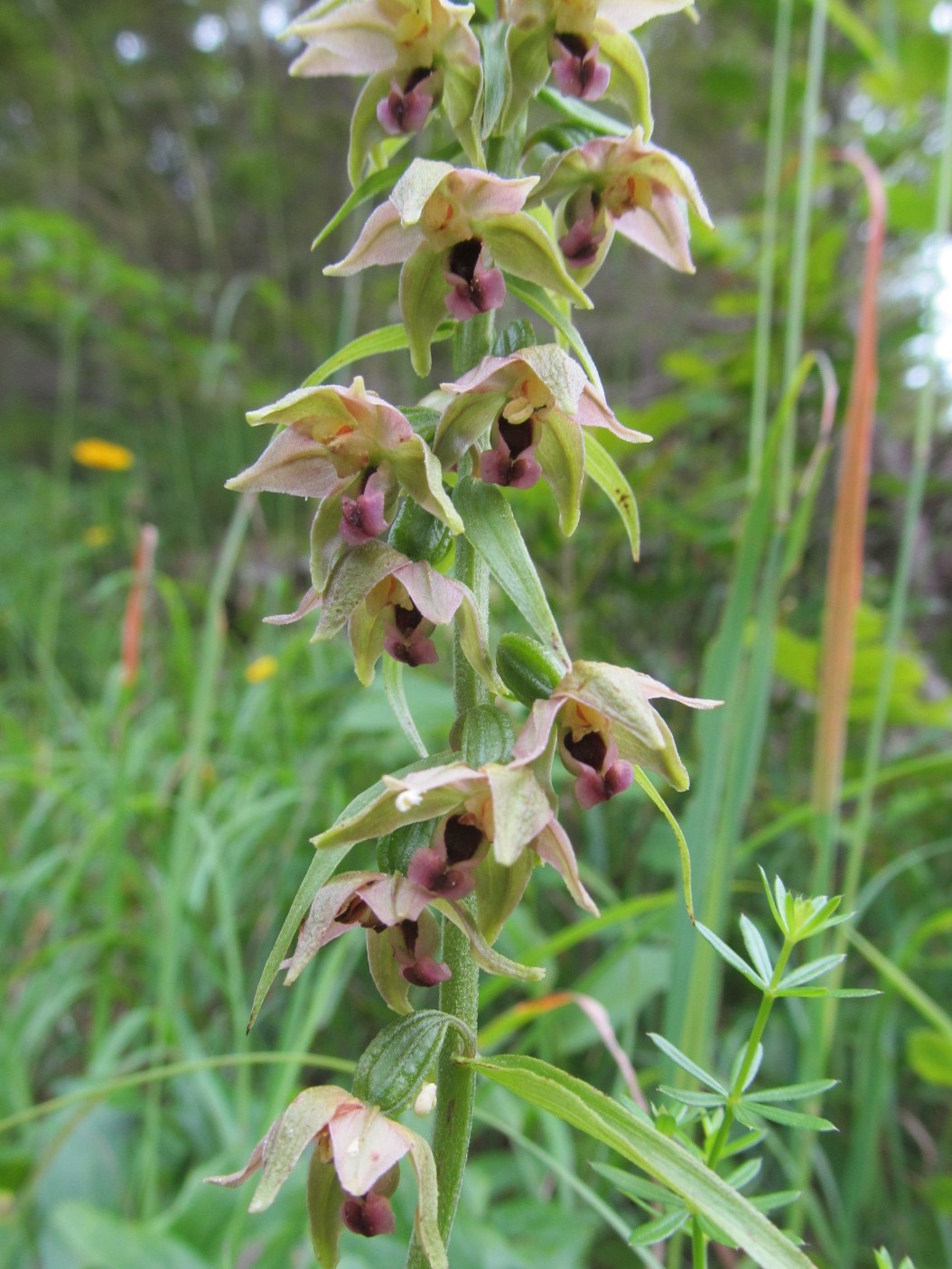 IMG_0103 Epipactis helleborine, Bichleralpe.JPG