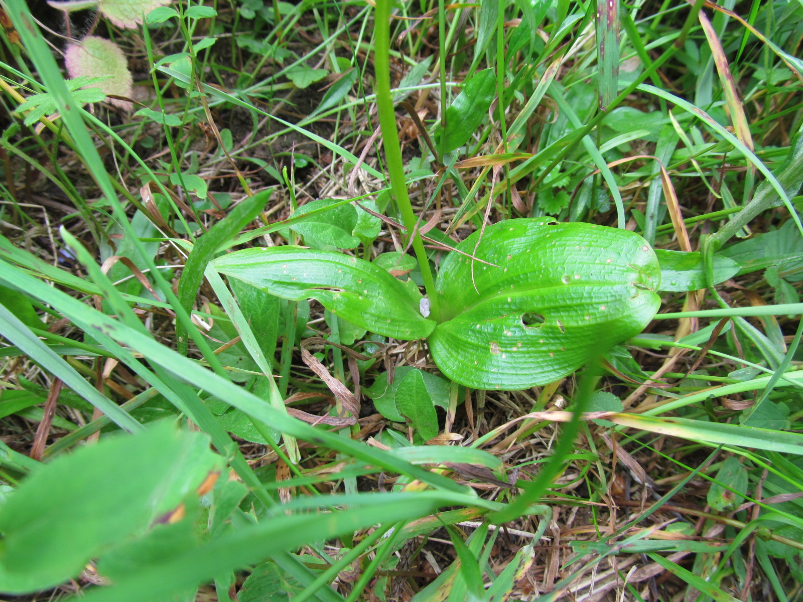 IMG_0114 Malaxis mono(di)phyllos, Bichleralpe.JPG