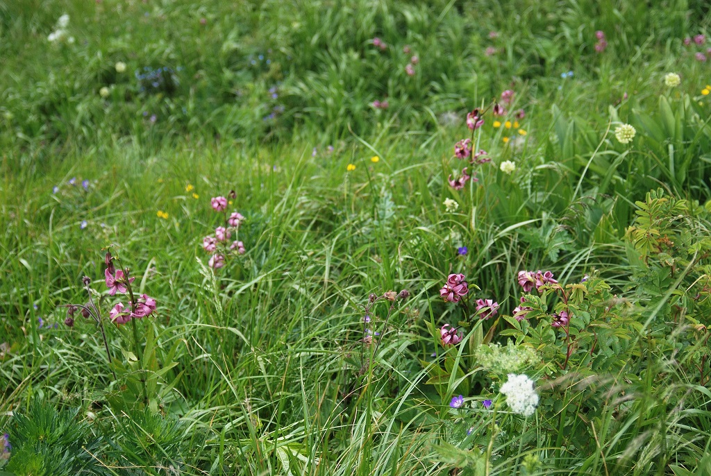 Kärnten Juli 2009 - (120) - 08072009 - Kleiner Pal - Allium victorialis und Lilium martagon.JPG