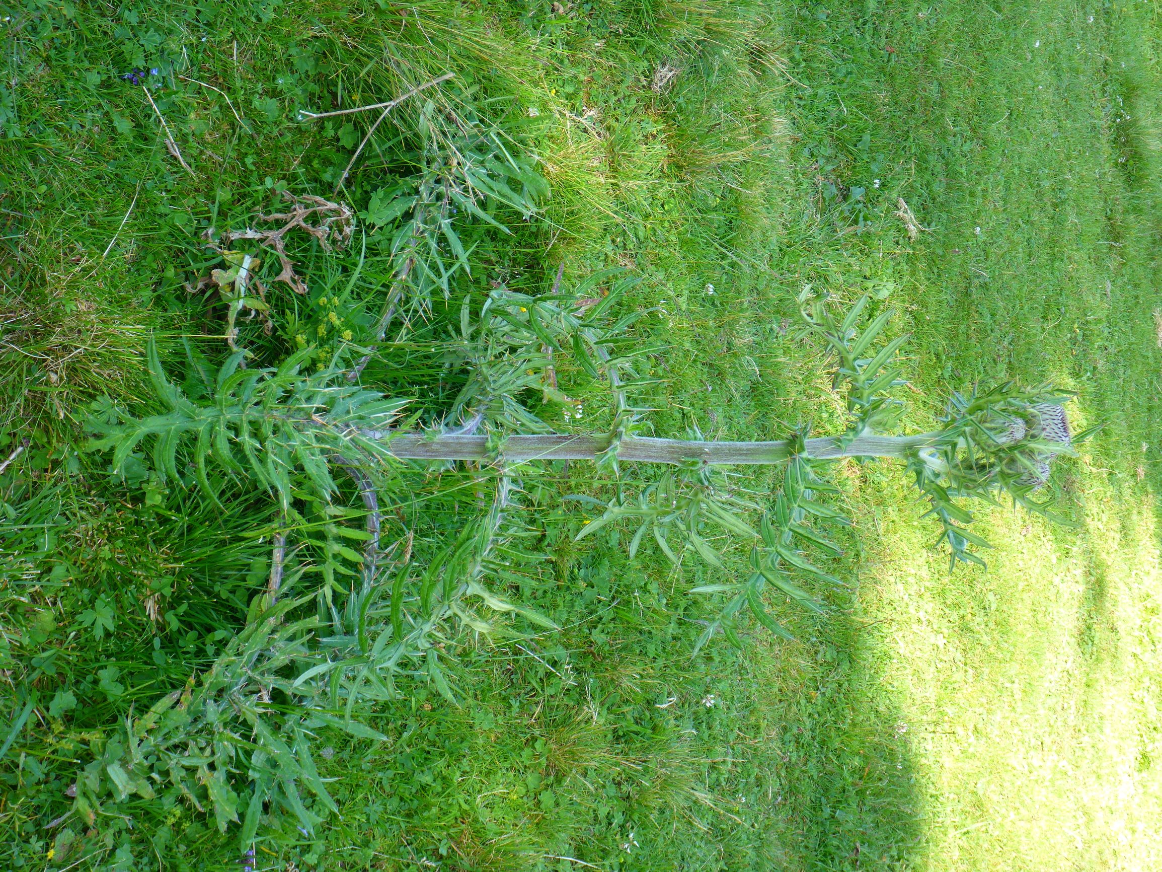 P2270257 stubalm cirsium eriophorum.JPG