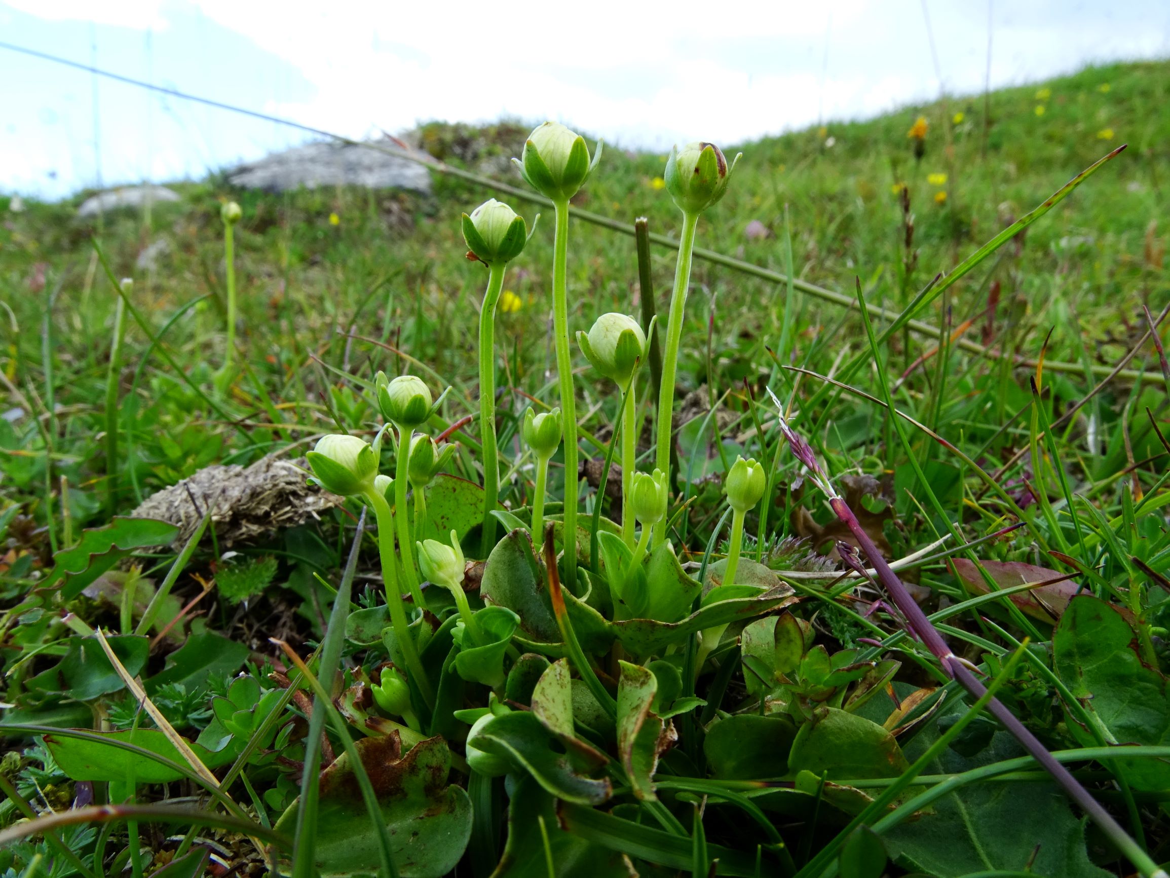 DSC09929 stubalm parnassia palustris.JPG