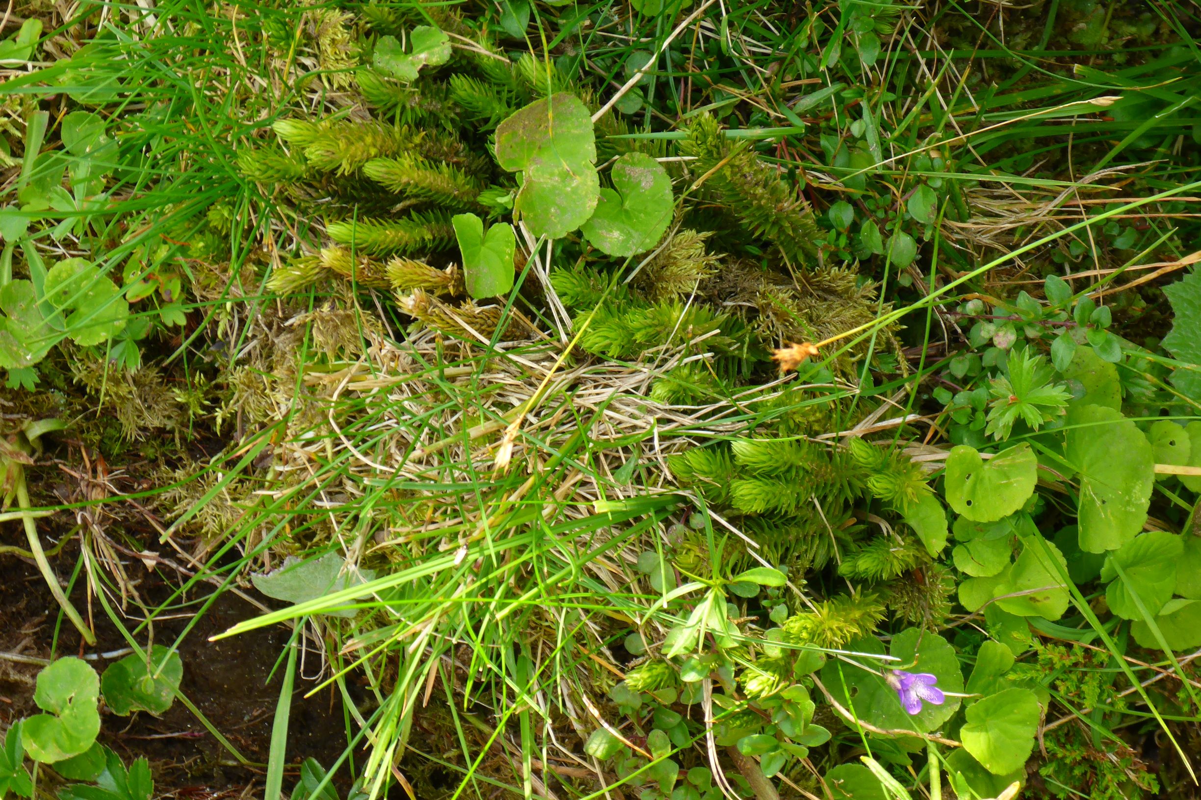 P2270410 stubalm huperzia selago, pinguicula vulgaris, viola biflora.JPG