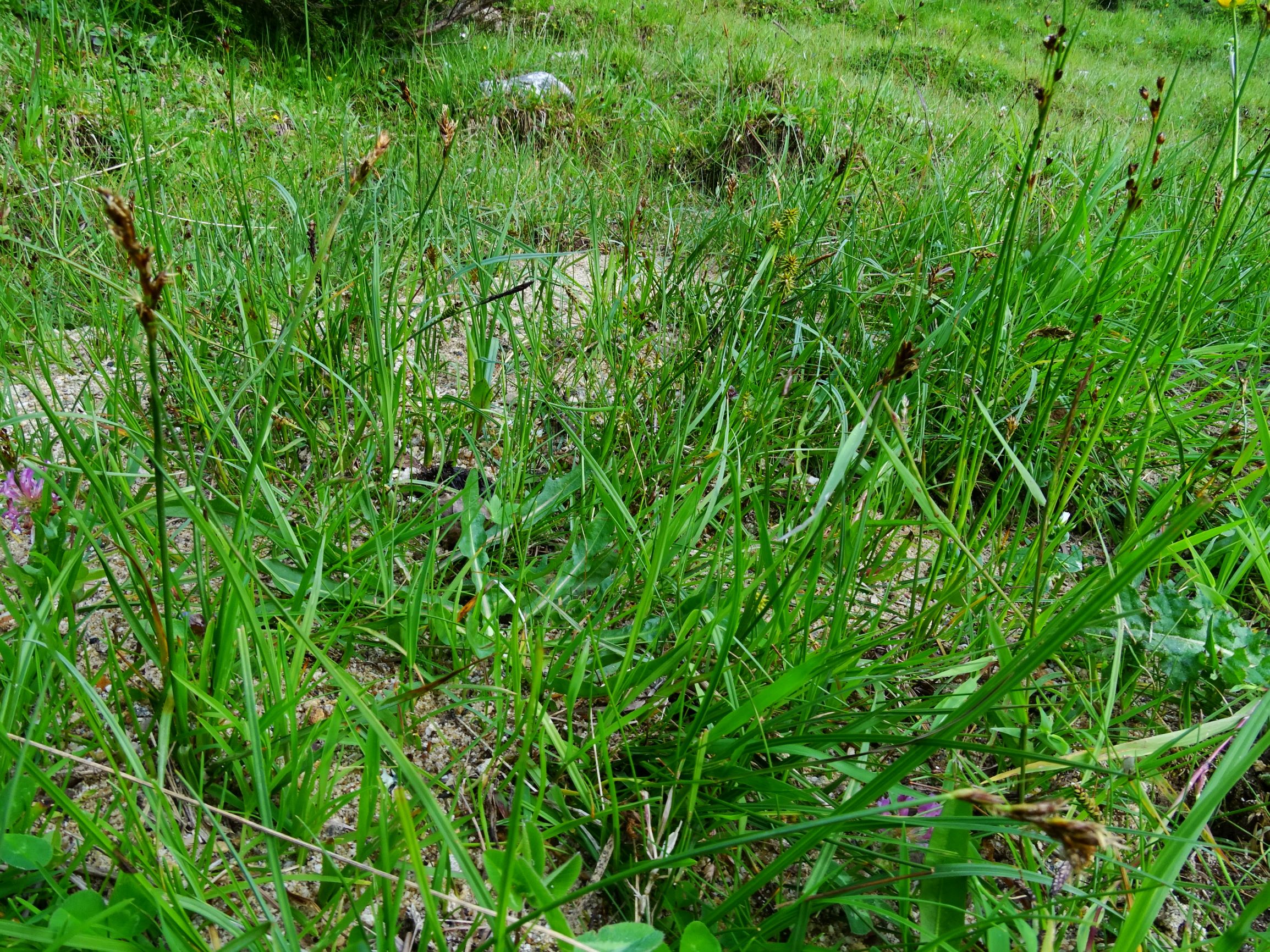 DSC09905 stubalm cf. kobresia simpliciuscula, carex flava, blysmus compressus, carex nigra, juncus alpinoarticulatus, carex echinata, carex panicea.JPG