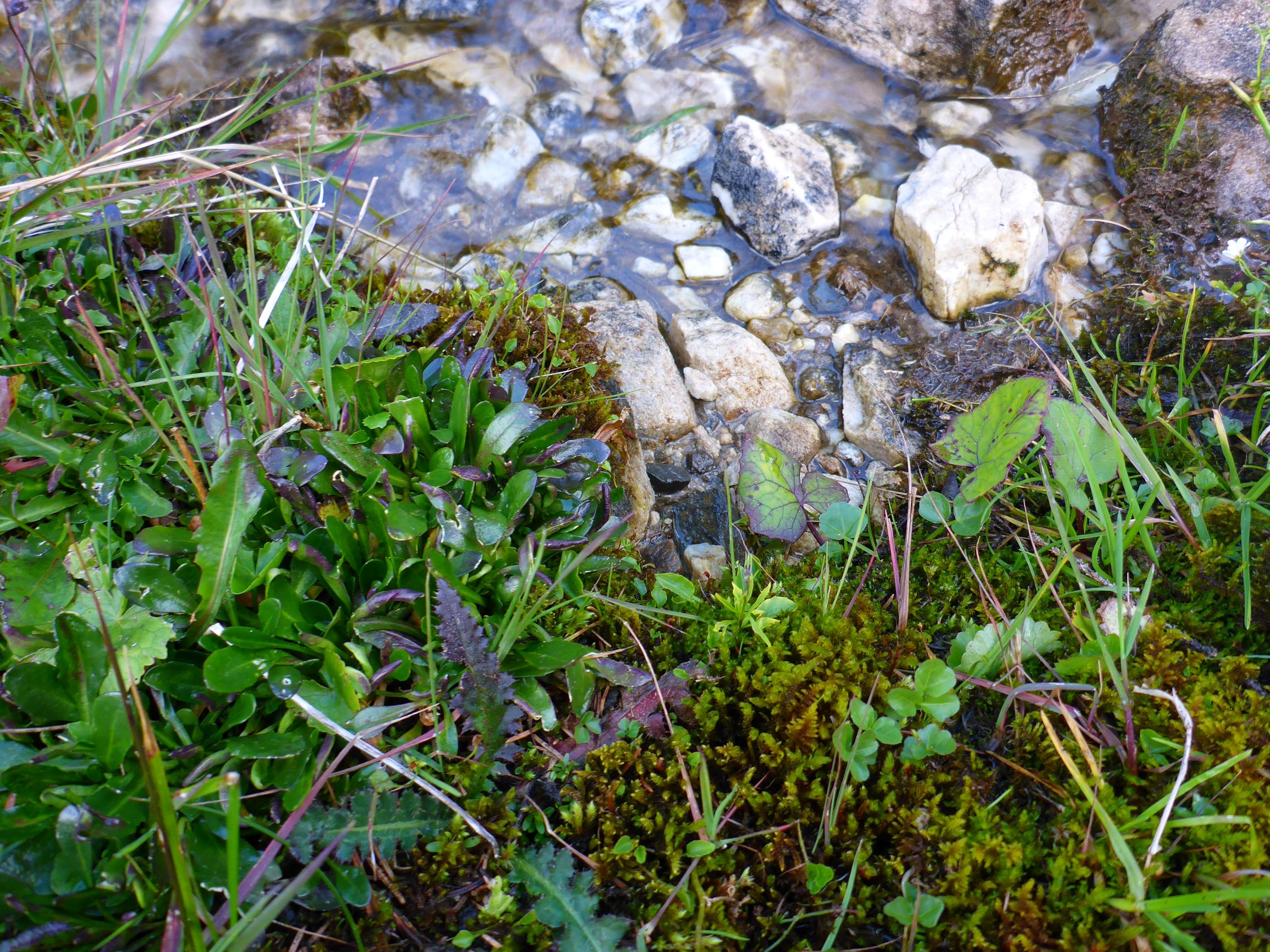 P2270374 stubalm arabis cf. soyeri, cirsium palustre, cardamine amara etc..JPG