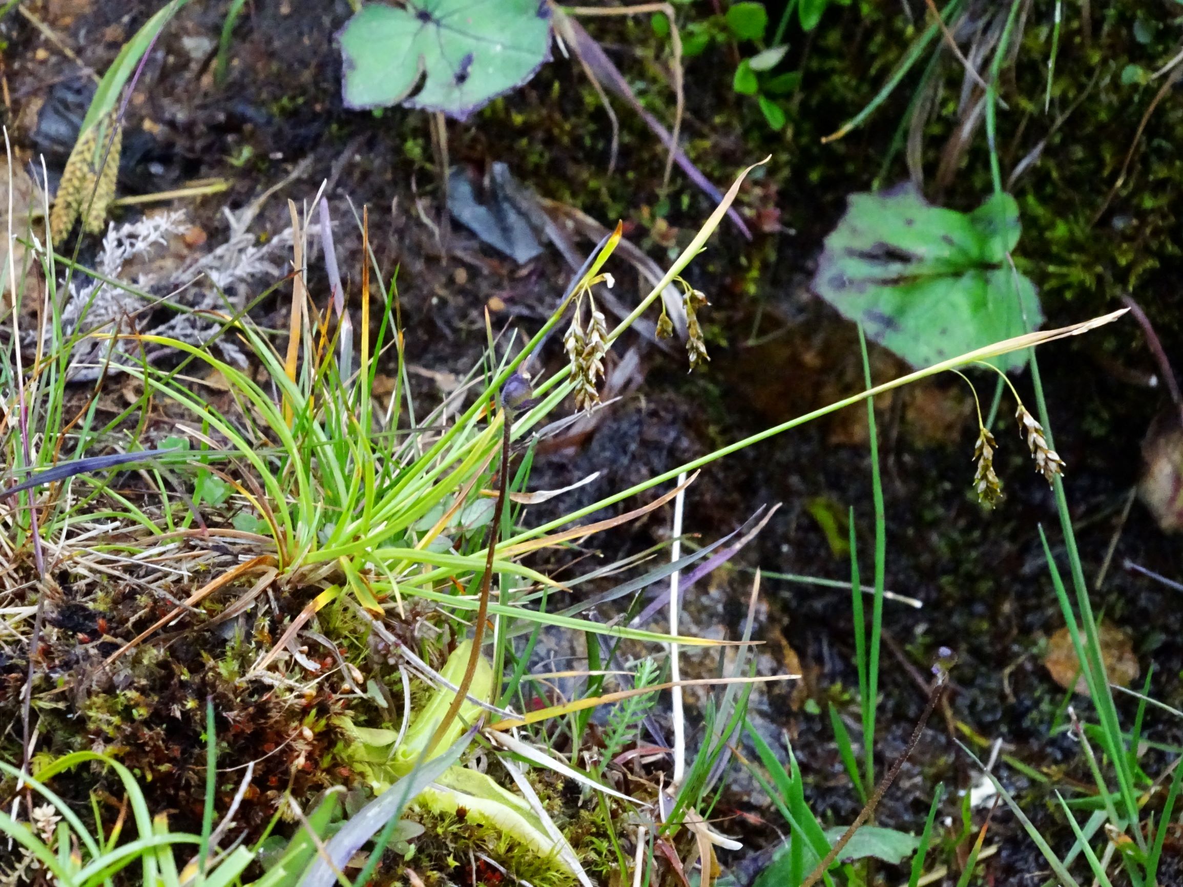 DSC09933 stubalm carex capillaris, pinguicula vulgaris etc..JPG