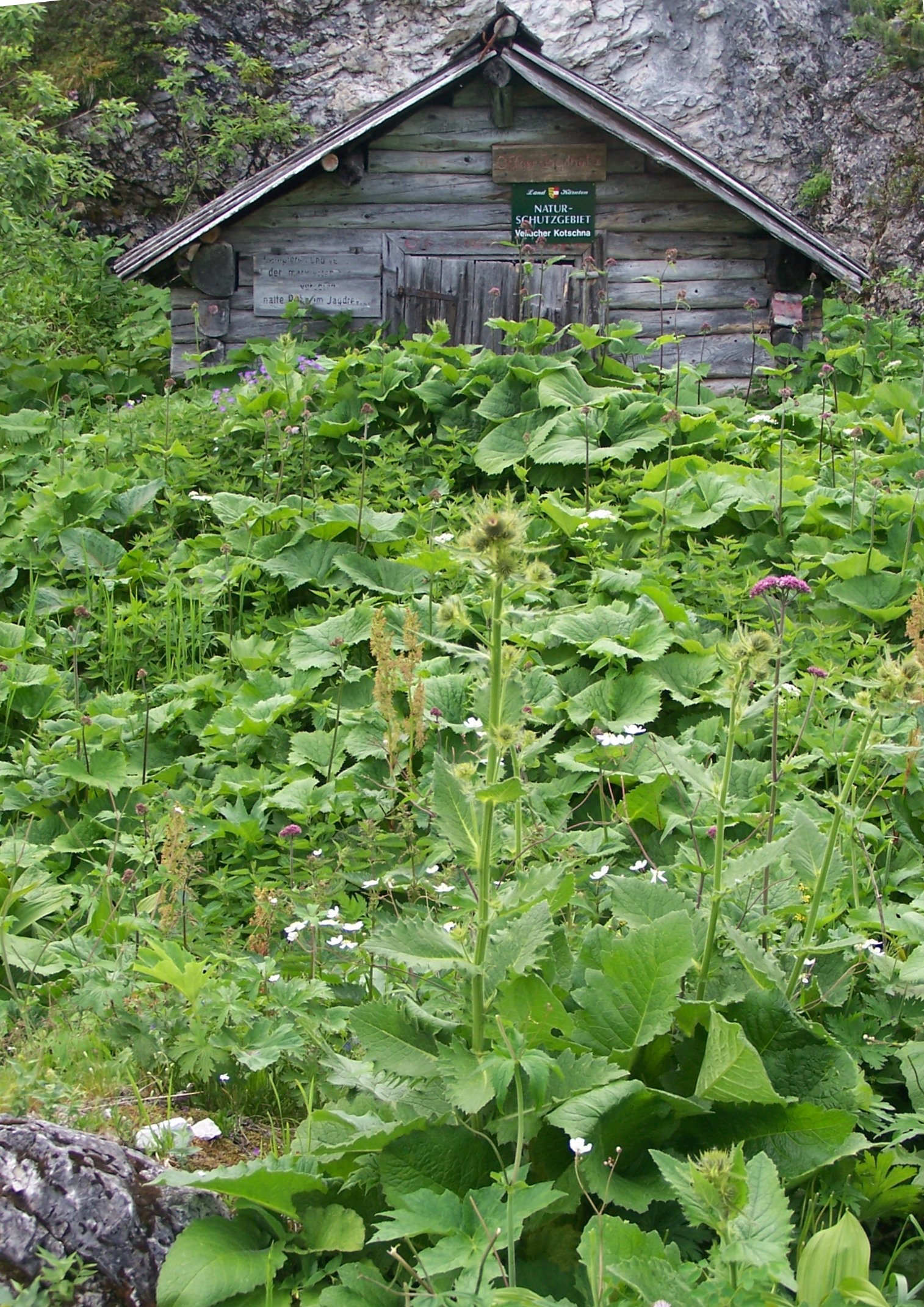 Karawanken-Vellacher Kotschna.Offneralm.JPG