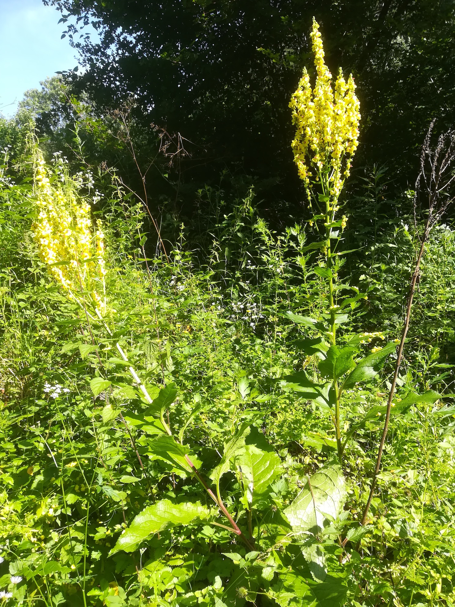 verbascum chaixii subsp. austriacum mastwuchs heiligenkreuz im wienerwald_20200726_093637.jpg