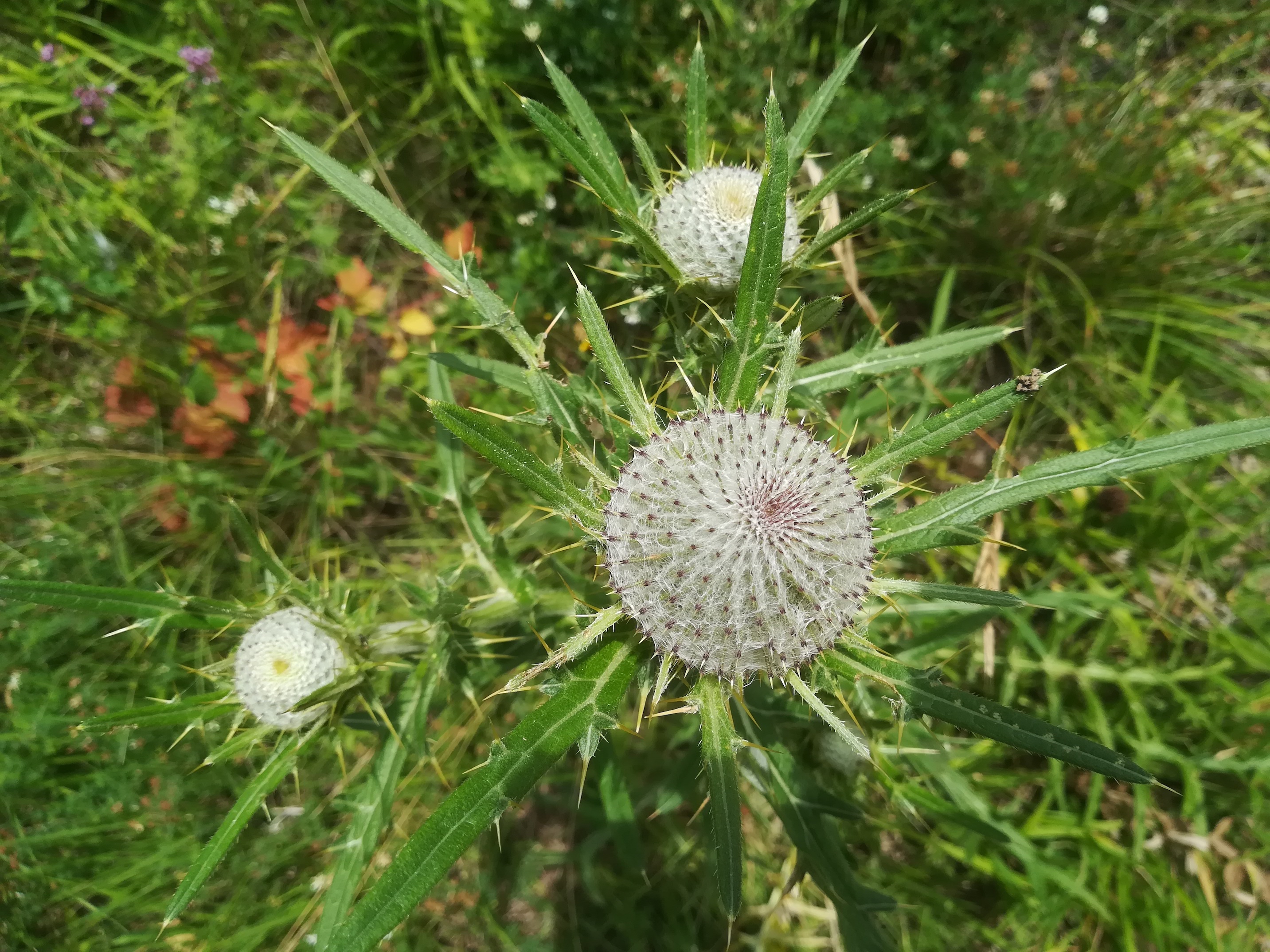 cirsium eriophorum heiligenkreuz im wienerwald_20200726_113838.jpg