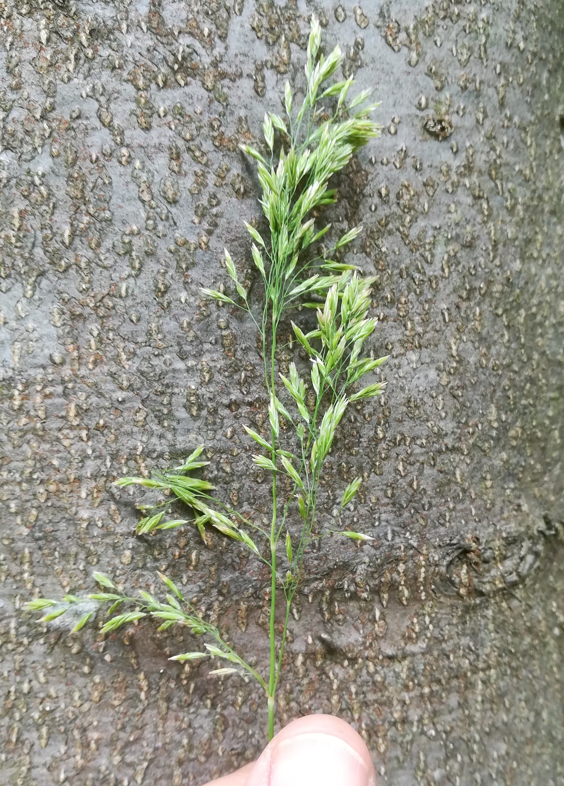 festuca drymeia heiligenkreuz im wienerwald_20200726_121111.jpg