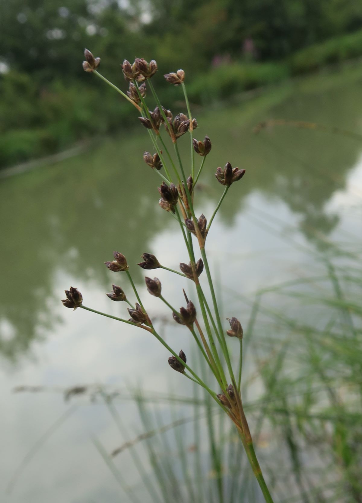 07.22 Marchfeldkanal östl. Brünner Straße Juncus articulatus Glieder-Binse, Marchfeldkanal linkss. östl Brünner Straße 22.07.2020 C5X  (7).JPG