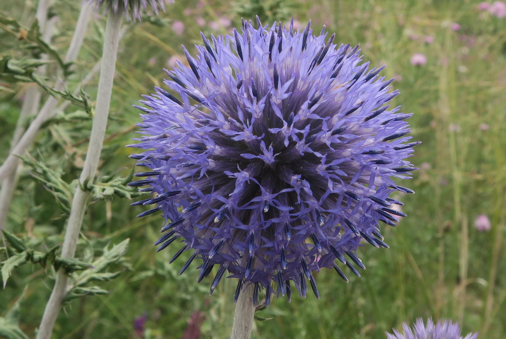 07.26 NSG Mühlberg Goggendorf Echinops ritro ssp. ruthenicus Ruthenien-Kugeldistel (9).JPG