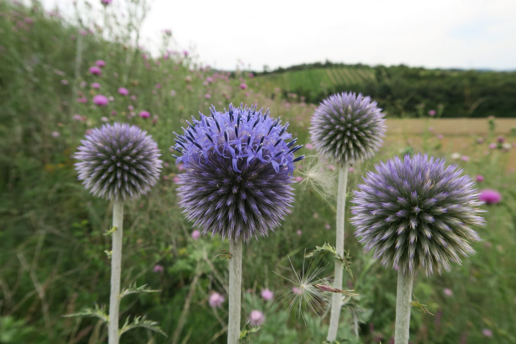 07.26 NSG Mühlberg Goggendorf Echinops ritro ssp. ruthenicus Ruthenien-Kugeldistel (20).JPG