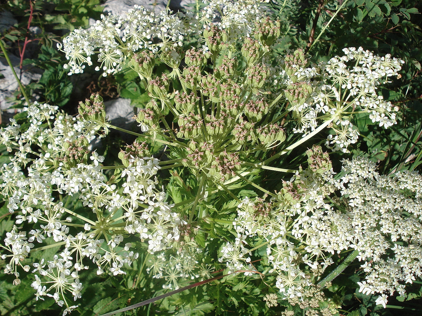 Pleurospermum austriacum-typische Pfl. Slo-Crna Prst 26.Jul.2020.JPG