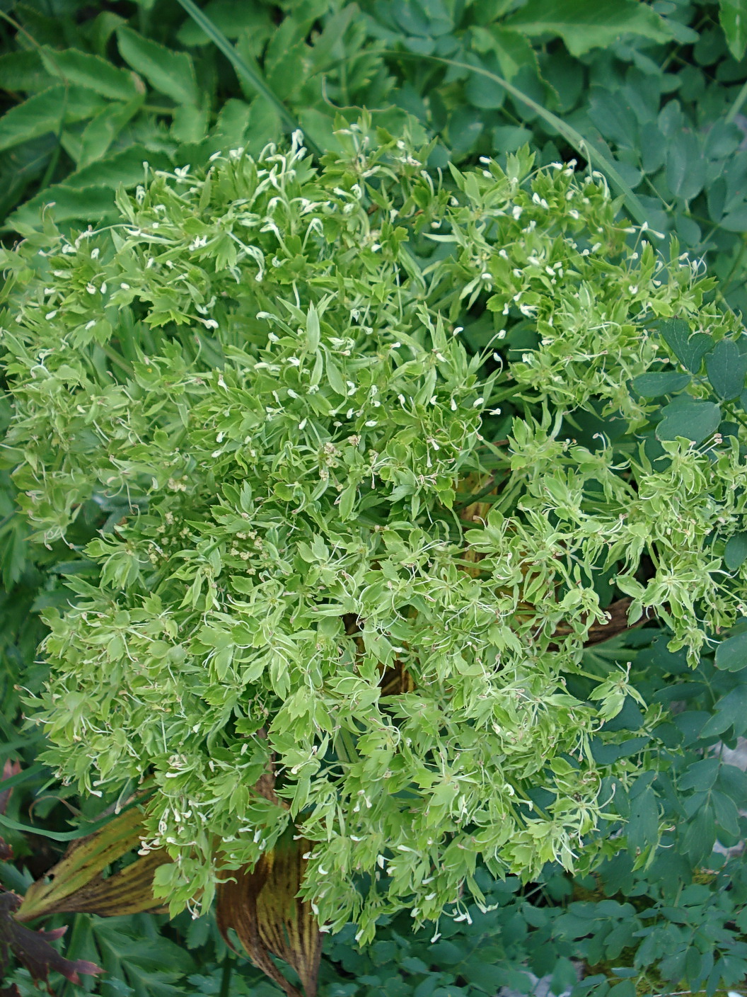 Pleurospermum austriacum-Aberration Slo-Crna Prst 26.Jul.2020.JPG