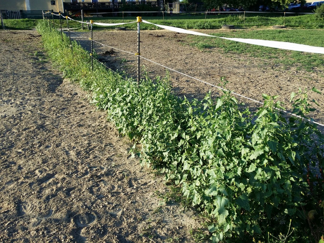 20200727_190930.jpg