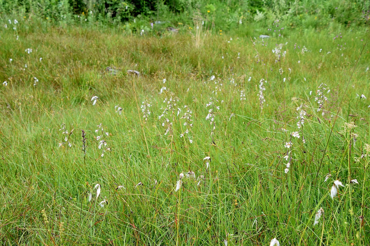 Ochsenboden-25072020-(22) - Epipactis palustris - Sumpf-Ständelwurz.JPG