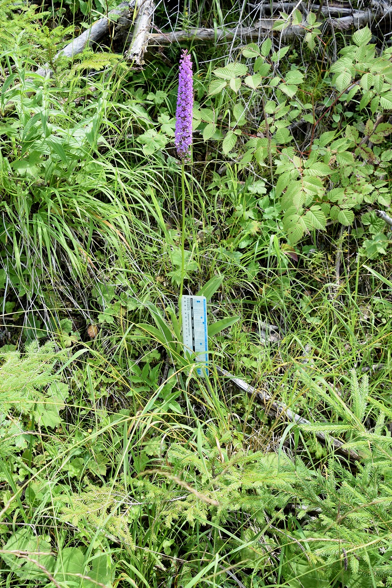 Köcken-25072020-(115) - Gymnadenia conopsea subsp. densiflora - Dichtblütige Mücken-Händelwurz.JPG