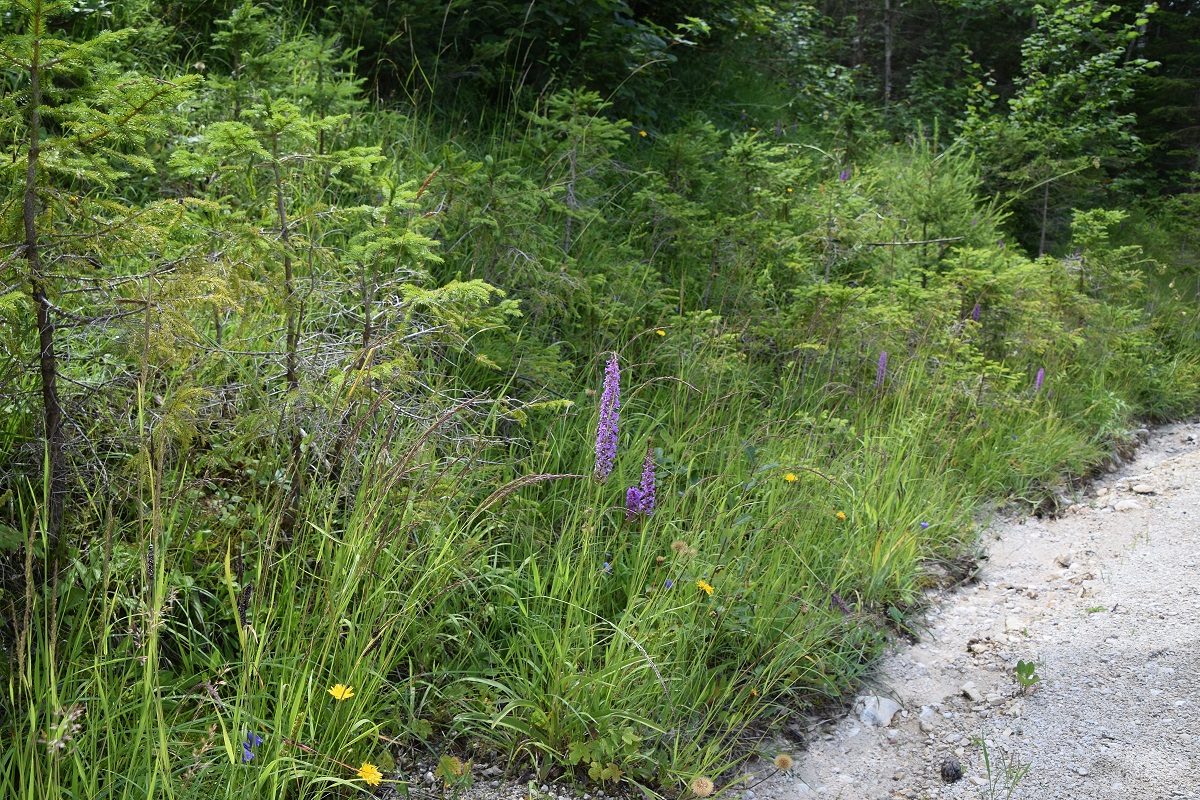 Köcken-25072020-(116) - Gymnadenia conopsea subsp. densiflora - Dichtblütige Mücken-Händelwurz.JPG