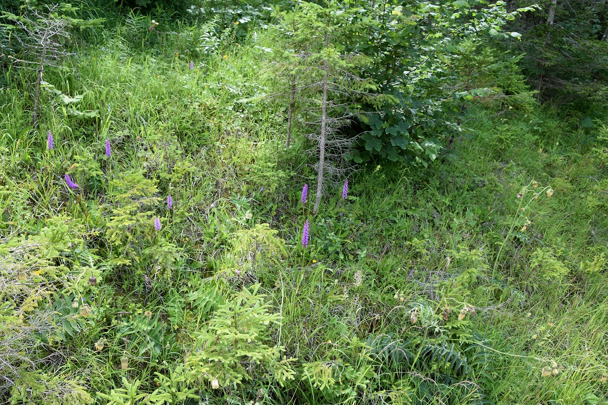 Köcken-25072020-(117)- Gymnadenia conopsea subsp. densiflora - Dichtblütige Mücken-Händelwurz.JPG