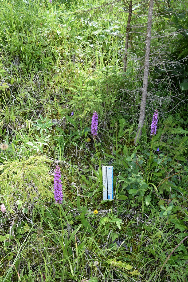 Köcken-25072020-(119) - Gymnadenia conopsea subsp. densiflora - Dichtblütige Mücken-Händelwurz.JPG