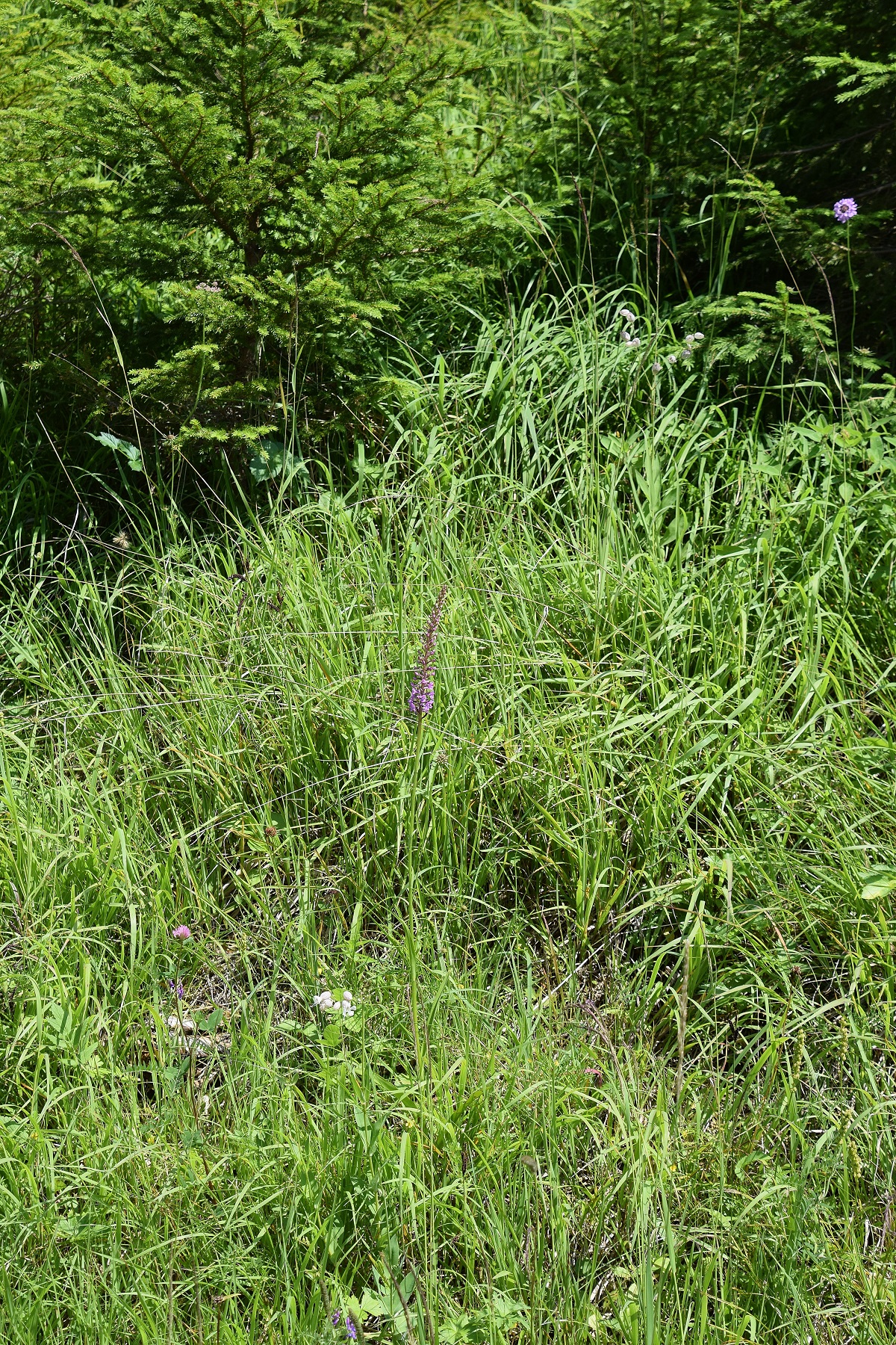 Gscheid-25072020-(4) - Gymnadenia conopsea subsp. densiflora - Dichtblütige Mücken-Händelwurz.JPG
