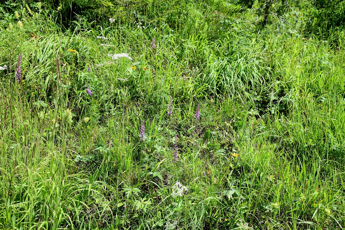 Gscheid-25072020-(5) - Gymnadenia conopsea subsp. densiflora - Dichtblütige Mücken-Händelwurz.JPG