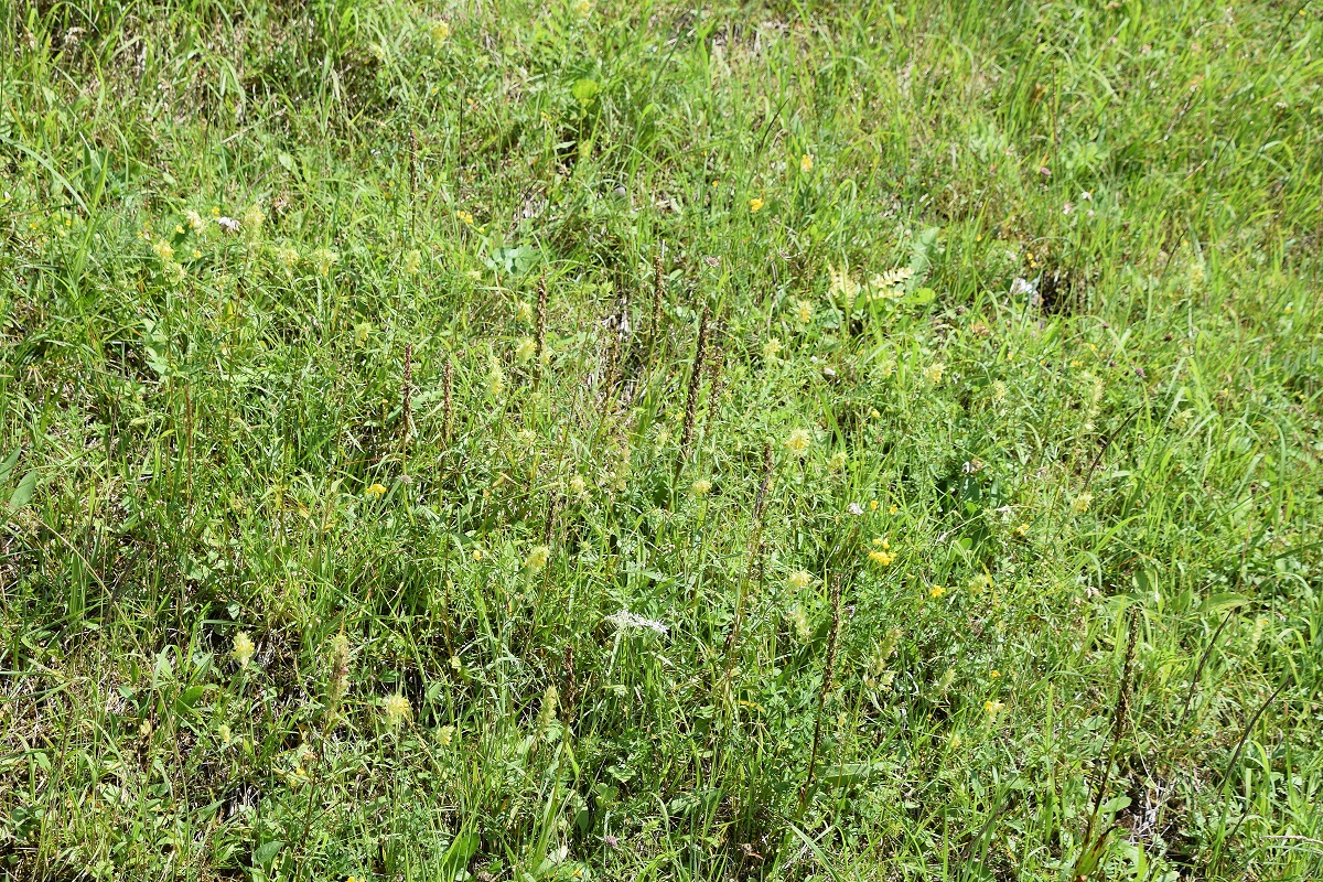 Gscheid-25072020-(8) - Gymnadenia conopsea - Mücken-Händelwurz.JPG