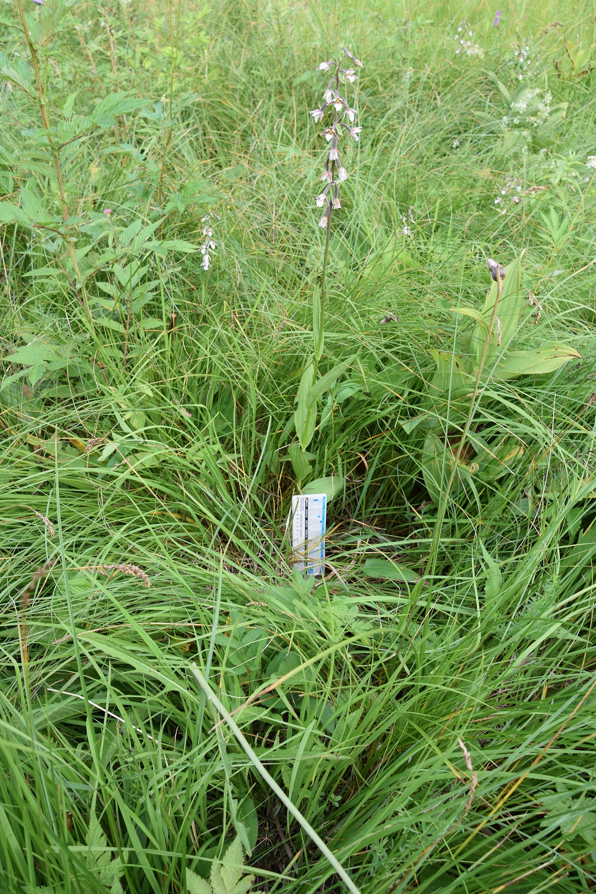 Bodinggraben - 25072020-(92) - Epipactis palustris - Sumpf-Ständelwurz.JPG