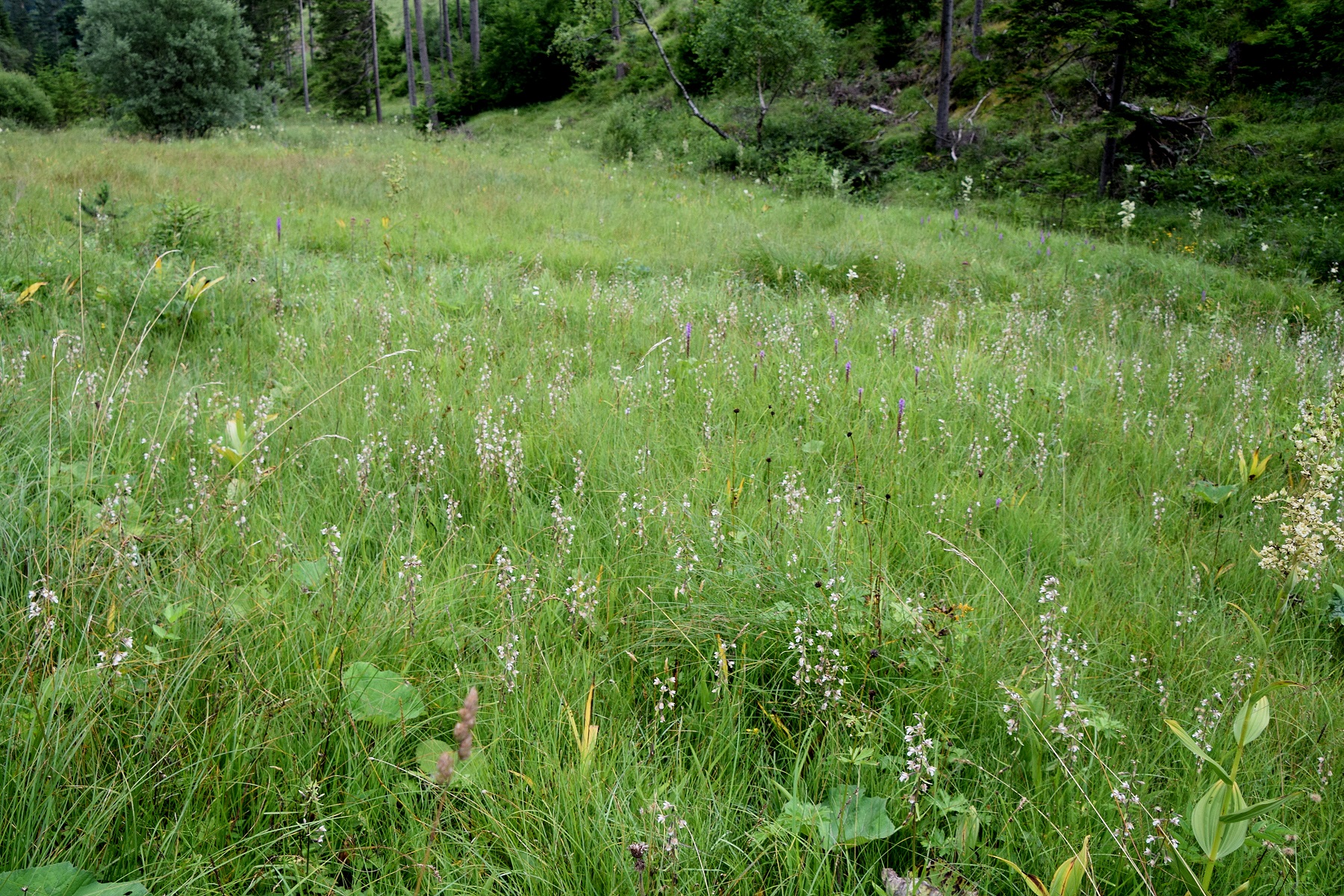 Bodinggraben - 25072020-(124) - Epipactis palustris - Sumpf-Ständelwurz.JPG