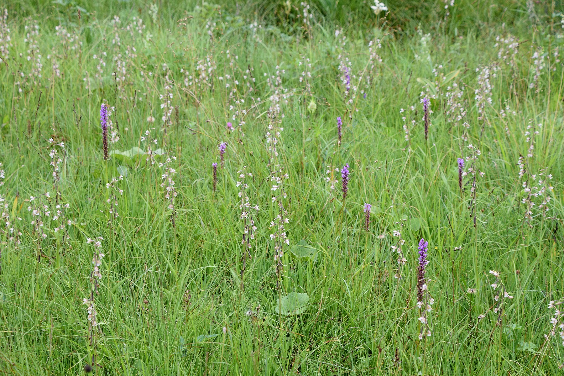 Bodinggraben - 25072020-(125) - Epipactis palustris - Sumpf-Ständelwurz und Gymnadenia conopsea subsp. densiflora - Dichtblütige Mücken-Händelwurz.JPG