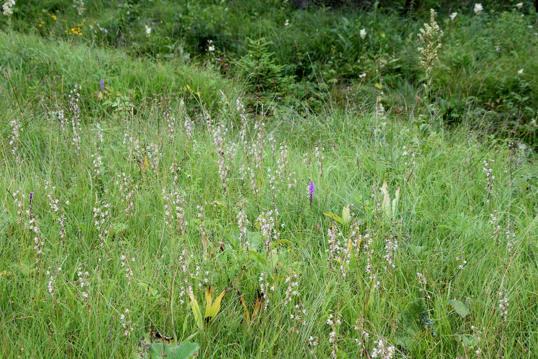 Bodinggraben - 25072020-(126) - Epipactis palustris - Sumpf-Ständelwurz und Gymnadenia conopsea subsp. densiflora - Dichtblütige Mücken-Händelwurz.JPG