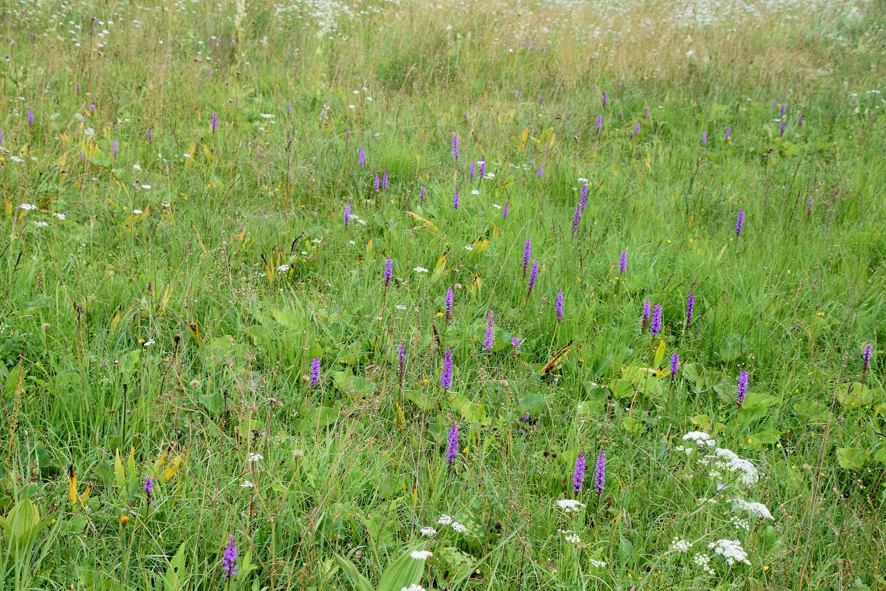 Bodinggraben - 25072020-(107) - Gymnadenia conopsea subsp. densiflora - Dichtblütige Mücken-Händelwurz.JPG