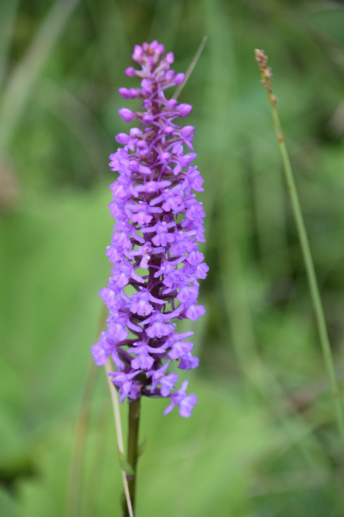 Bodinggraben - 25072020-(114) - Gymnadenia conopsea subsp. densiflora - Dichtblütige Mücken-Händelwurz.JPG