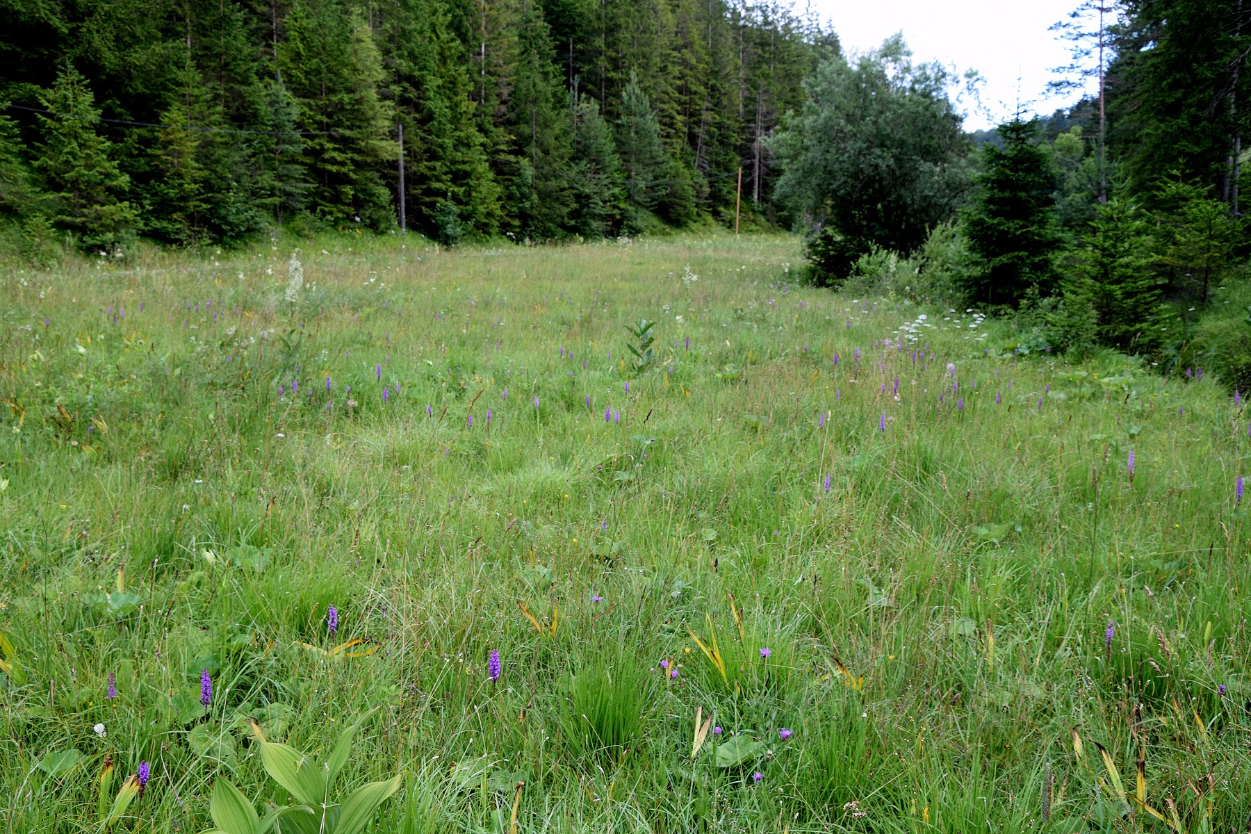 Bodinggraben - 25072020-(115) - Gymnadenia conopsea subsp. densiflora - Dichtblütige Mücken-Händelwurz.JPG