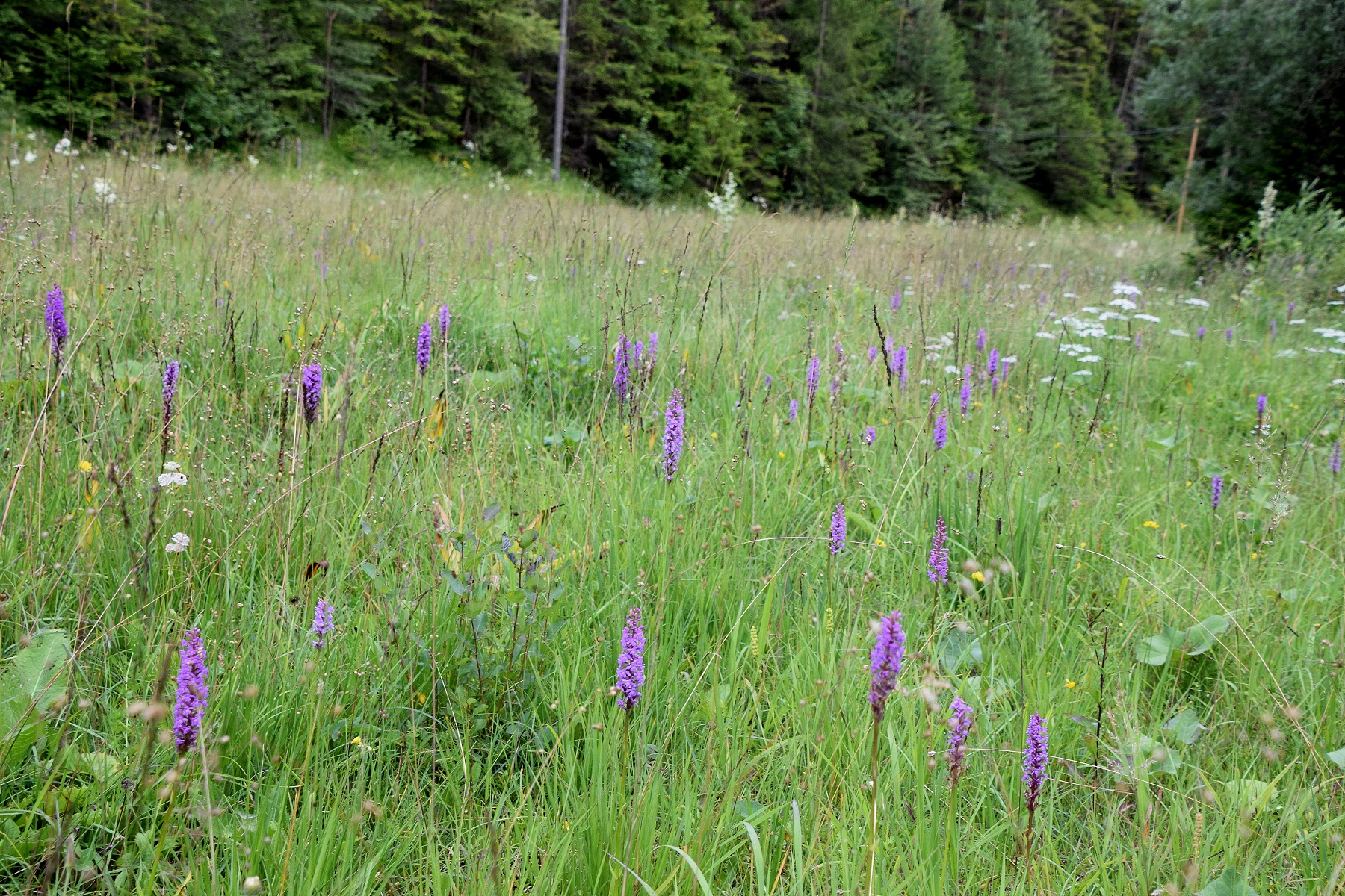 Bodinggraben - 25072020-(116) - Gymnadenia conopsea subsp. densiflora - Dichtblütige Mücken-Händelwurz.JPG